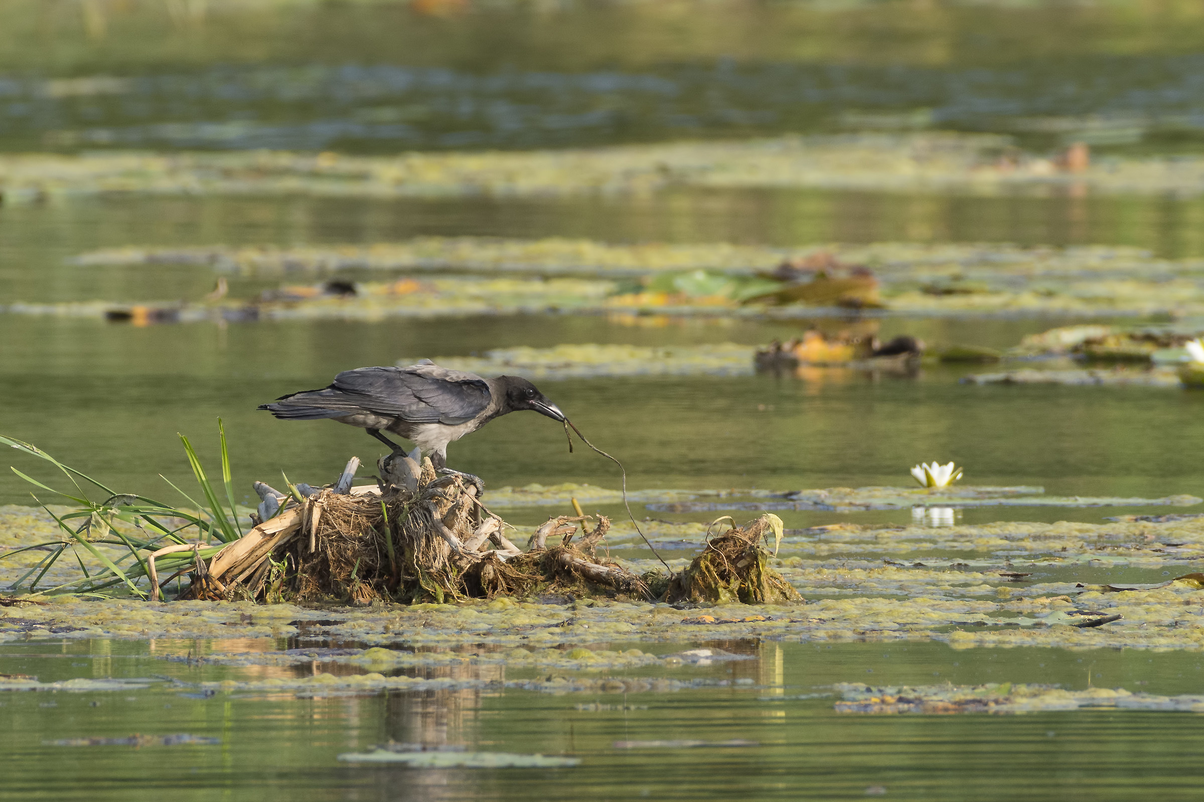 Cornacchia "acquatica"