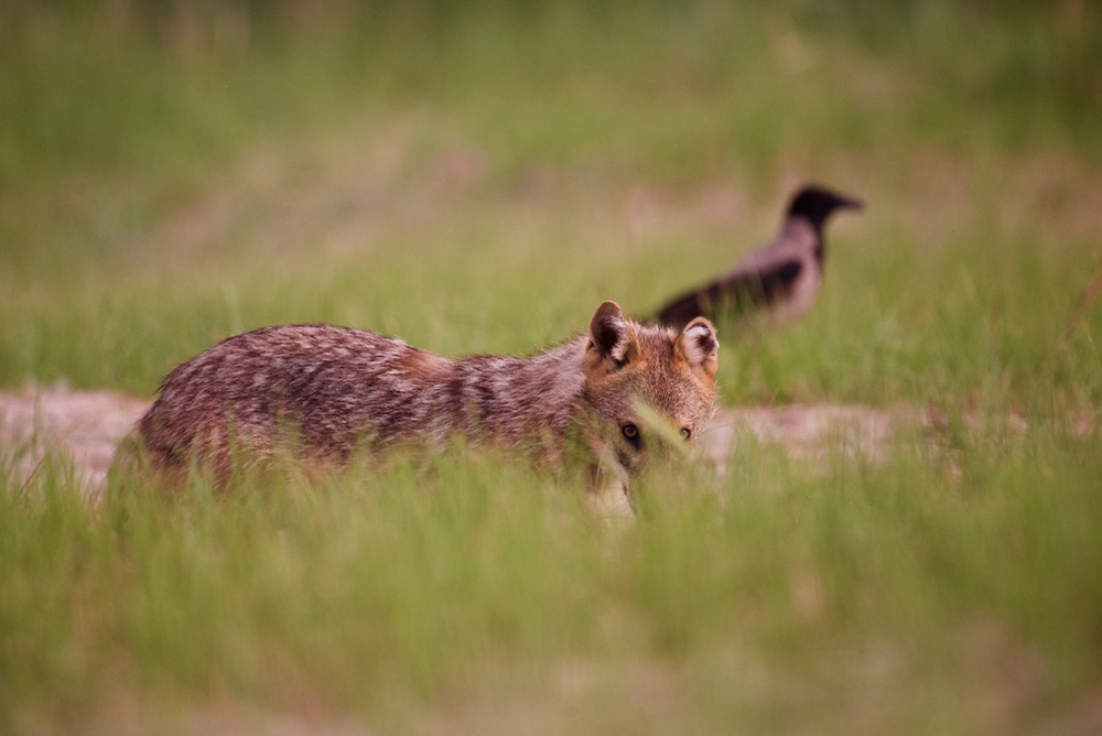 Non ti vedo ma sento la tua presenza