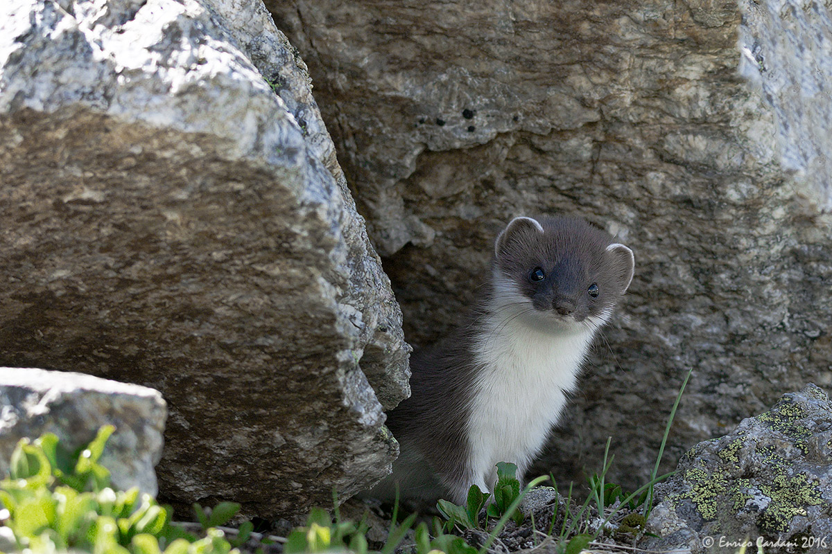 Chi siete? Cosa volete? Dove andate?