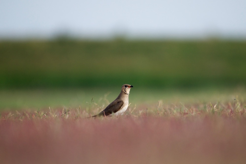 Pernice di mare - Glareola praticola