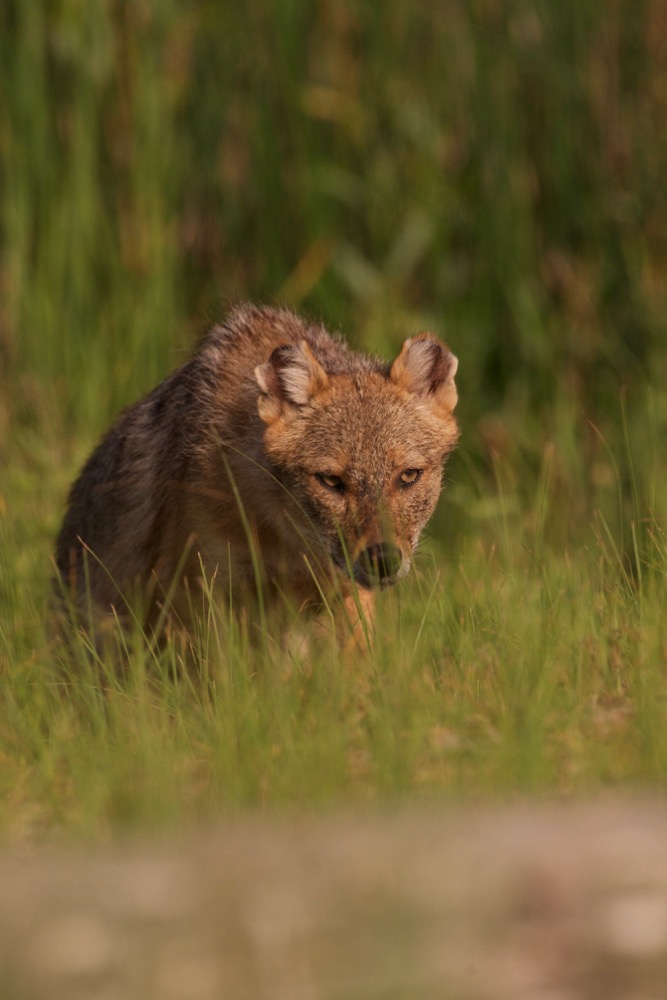 Sciacallo dorato in perlustrazione