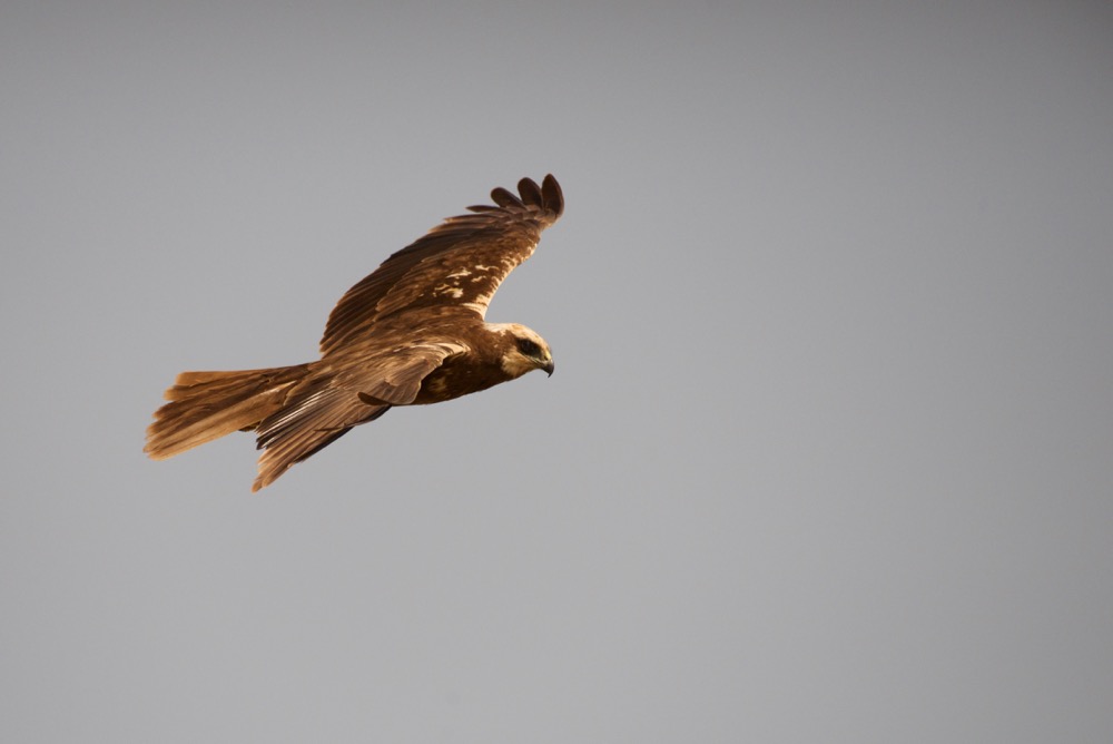 Falco di palude - Circus aeruginosus