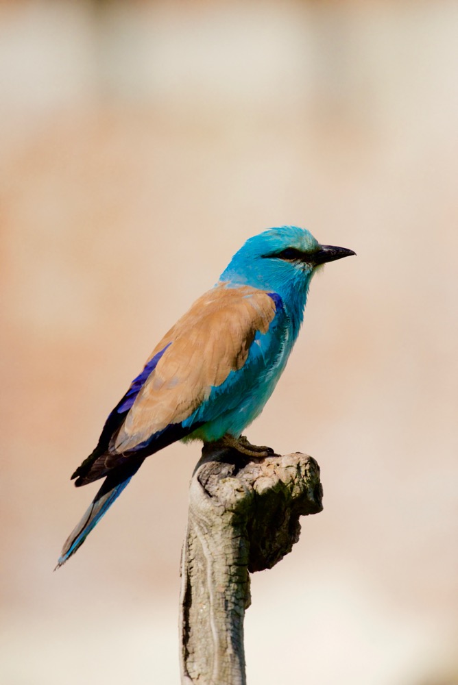 Ghiandaia marina - Coracias garrulus