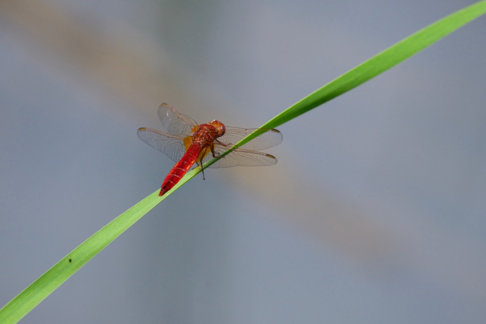 Libellula rossa - Sympetrum sanguineum