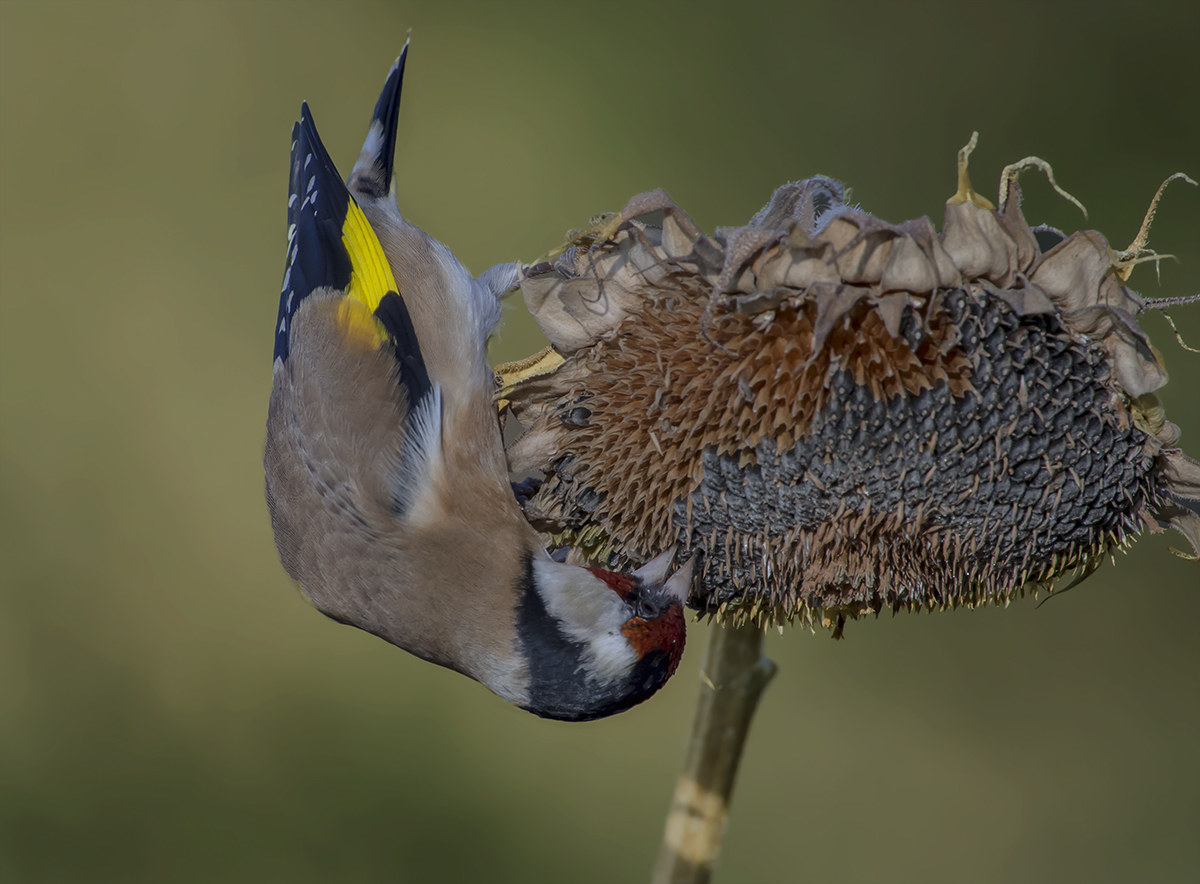 cardellino equilibrista