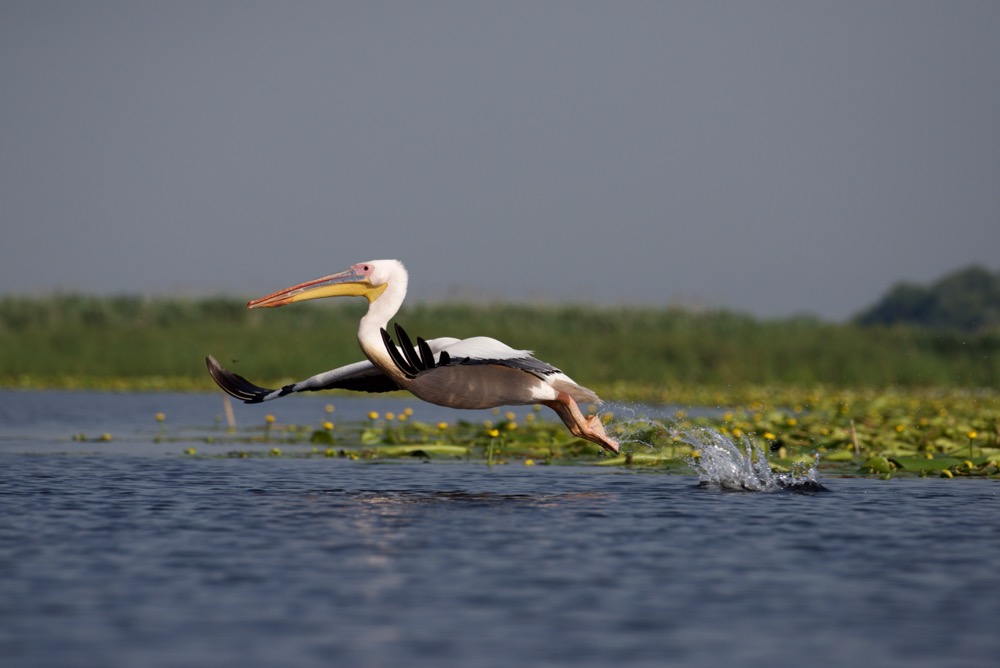 Pelican - Pelecanus linnaeus