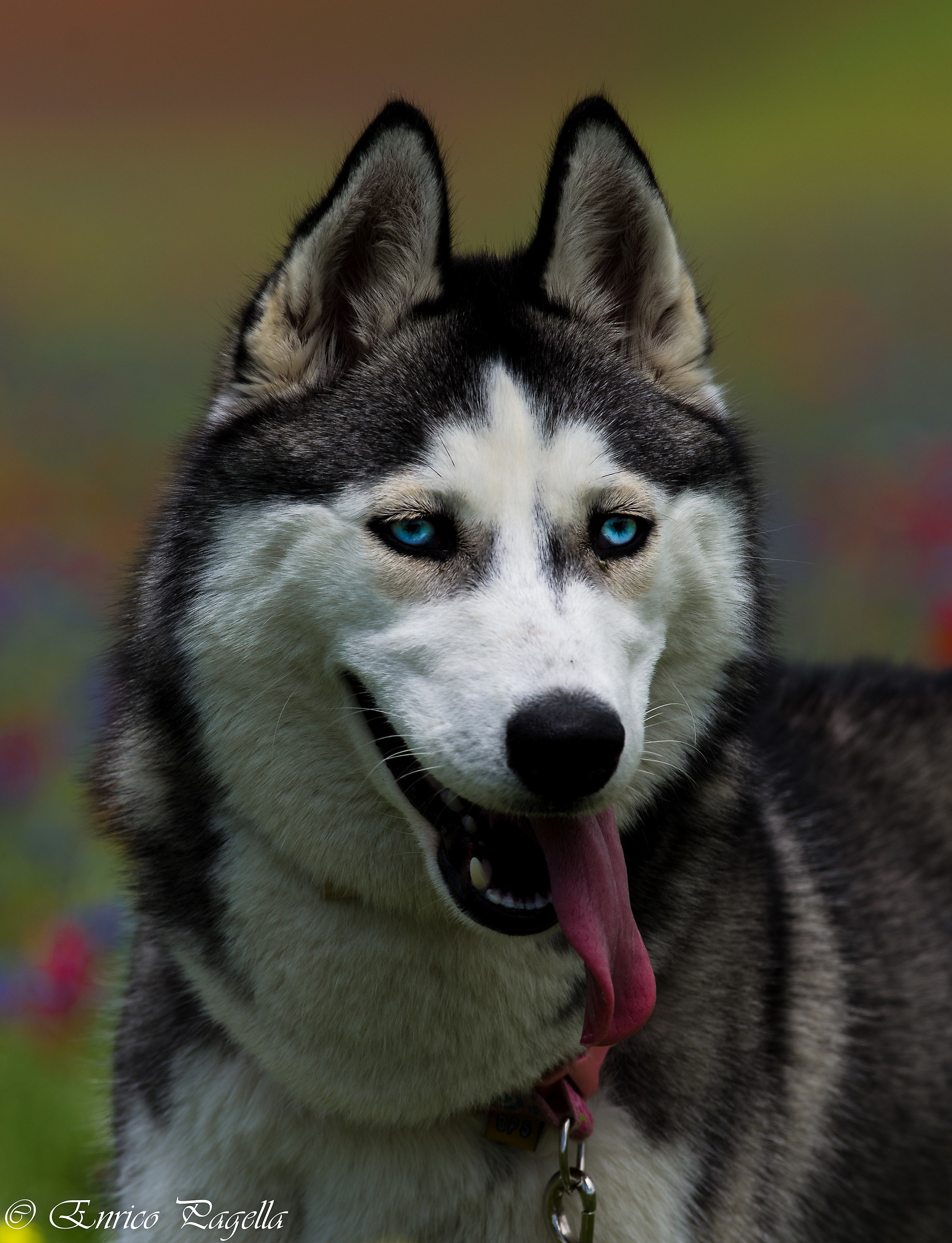 portrait of a beauty