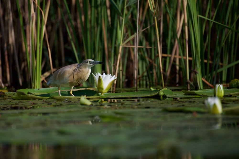 Sgarza ciuffetto - Ardeola ralloides