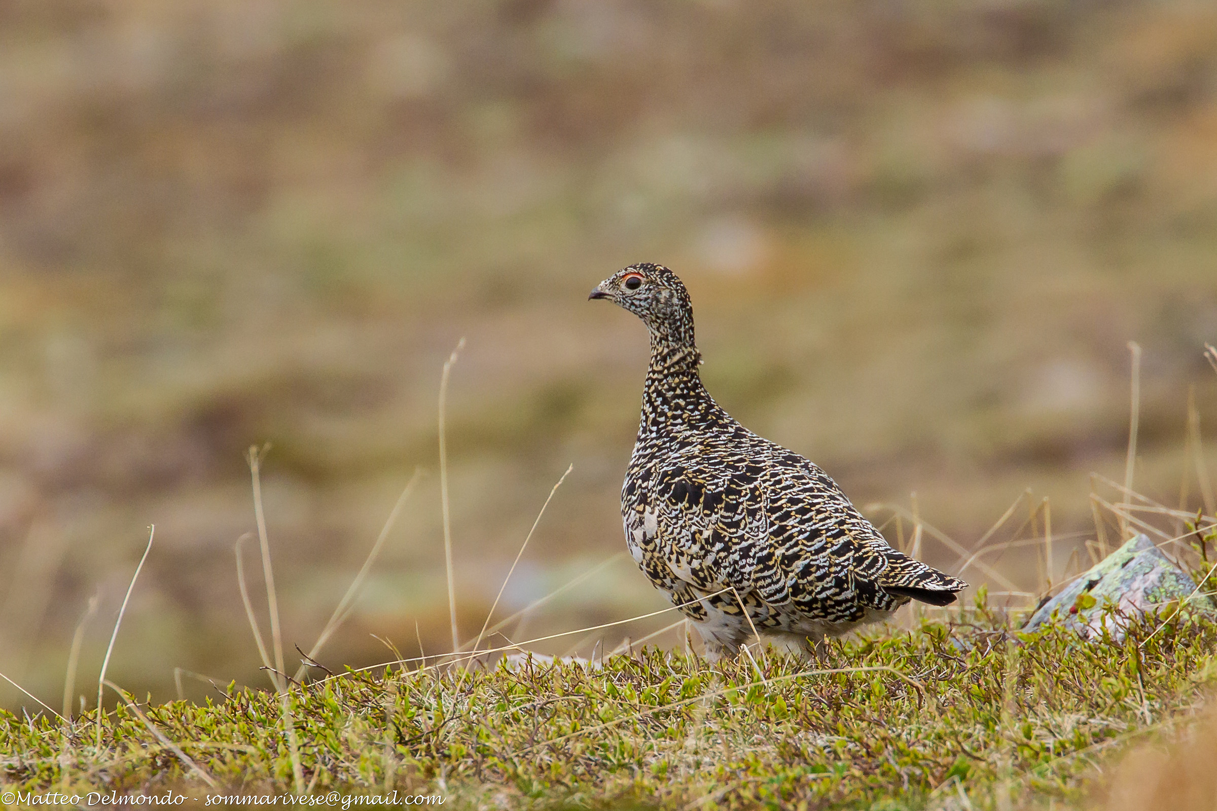 Pernice white female
