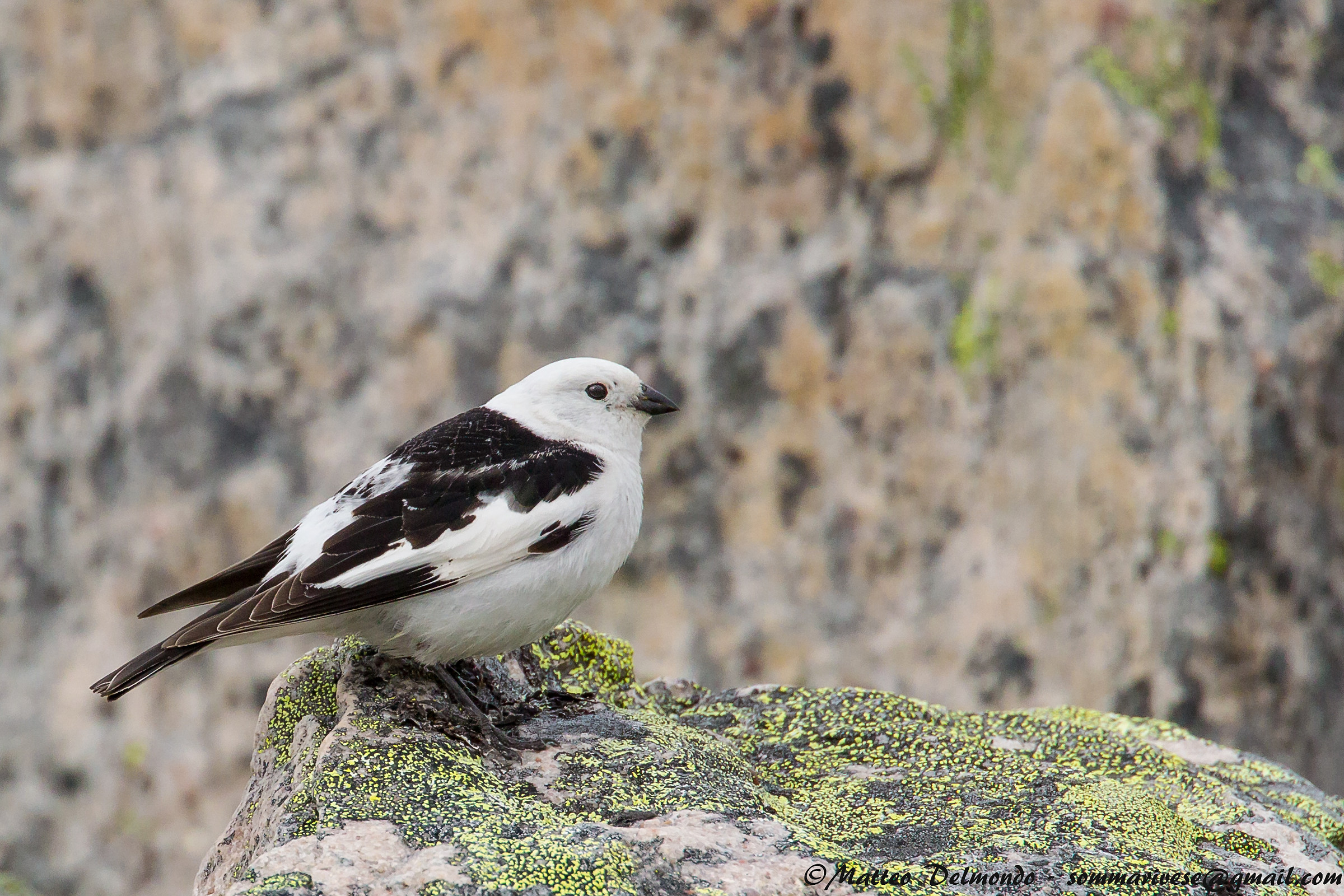 Snow Bunting