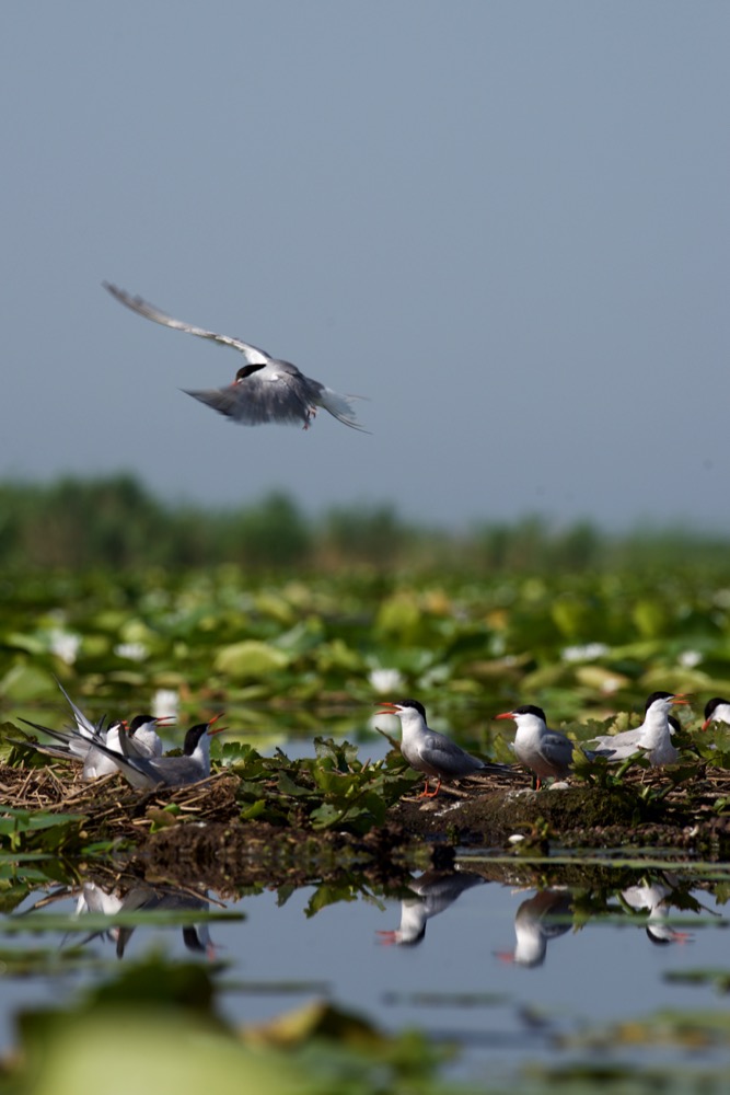 Tern - Sterna hirundo
