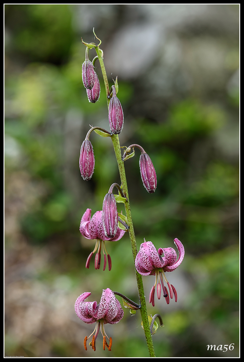 Giglio Martagone - Monte Baldo VR