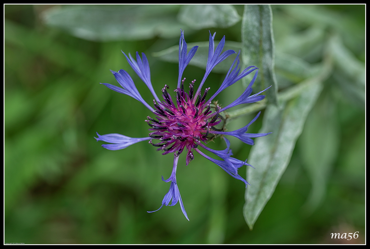 Centaurea Triumfetti