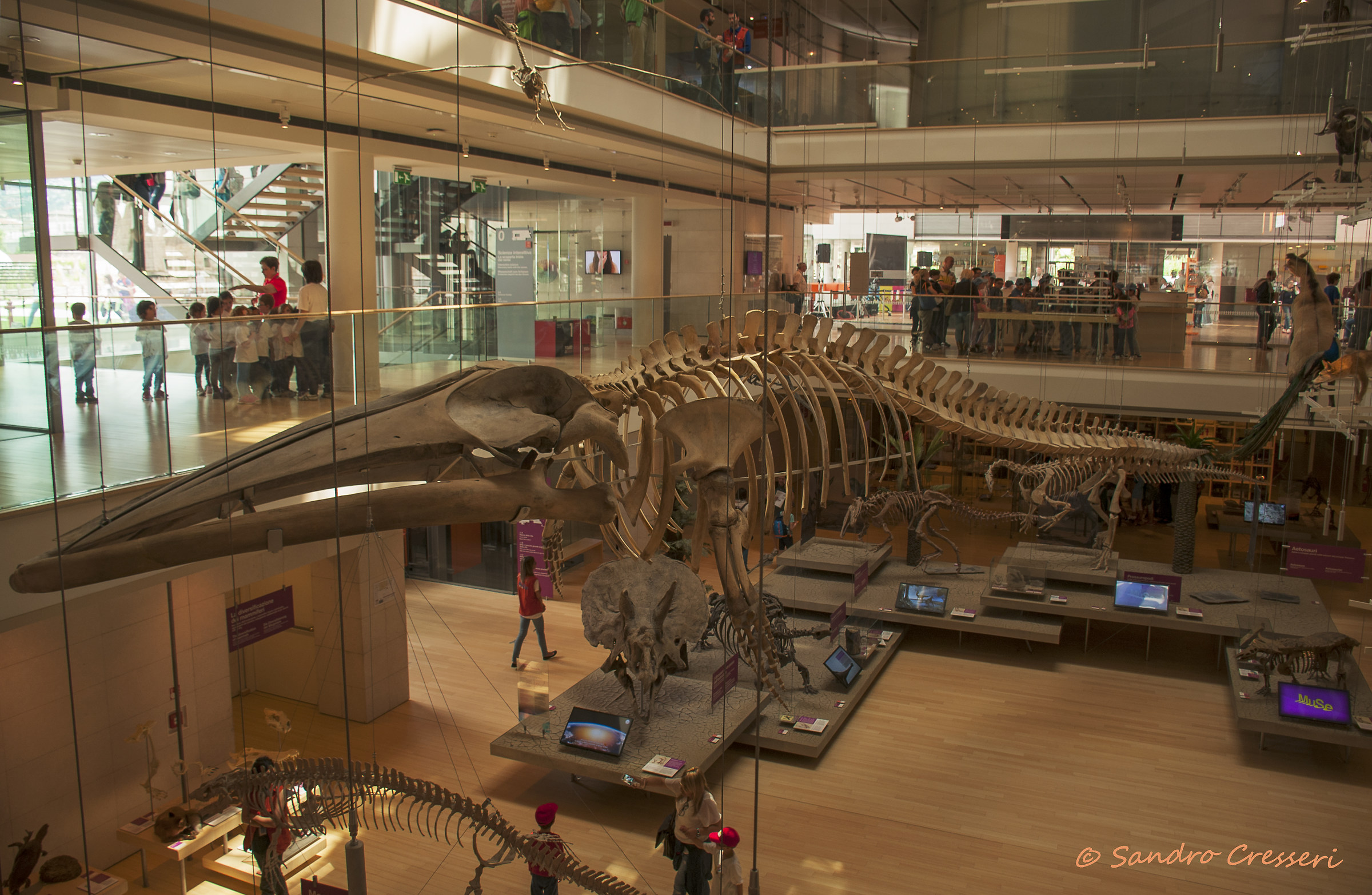 A Quatrocchi with the whale