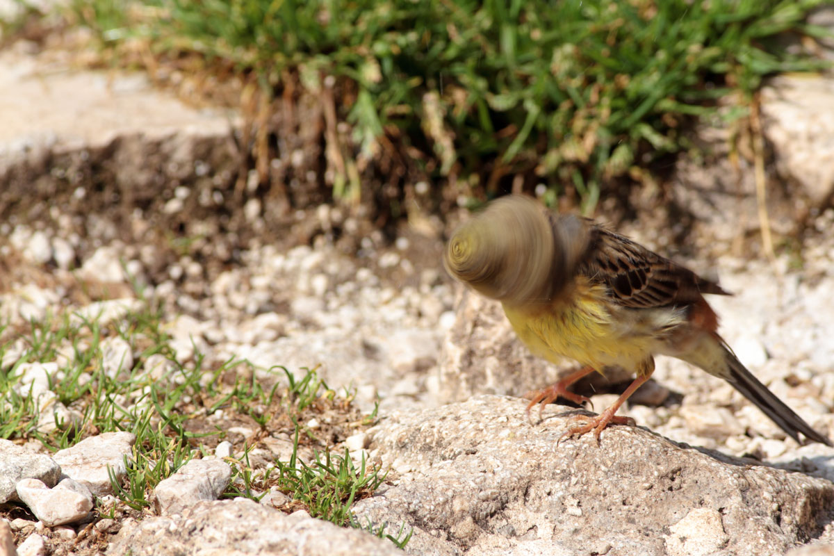 yellow bunting centrifugal !!