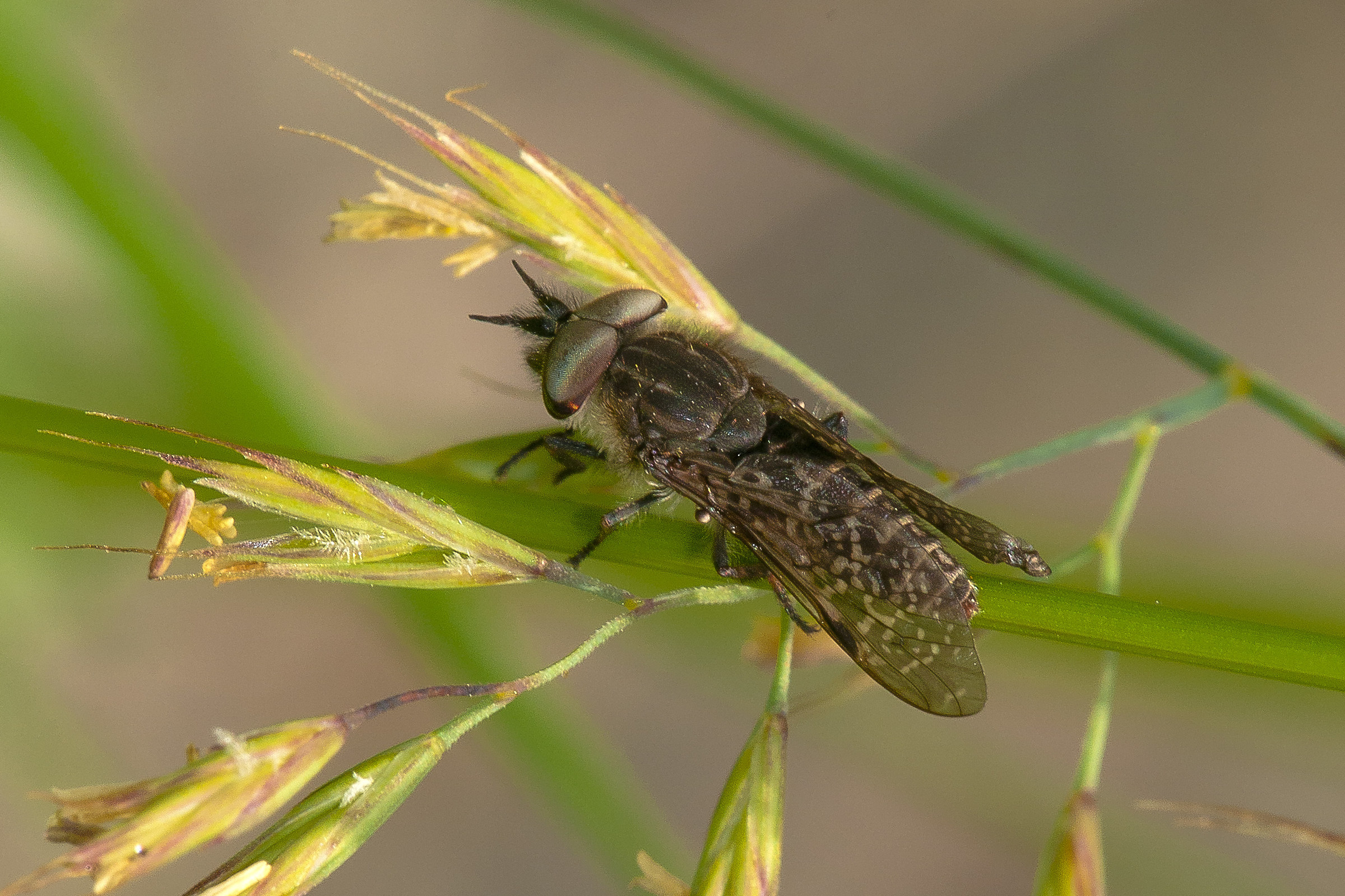 Haematopota pluvialis