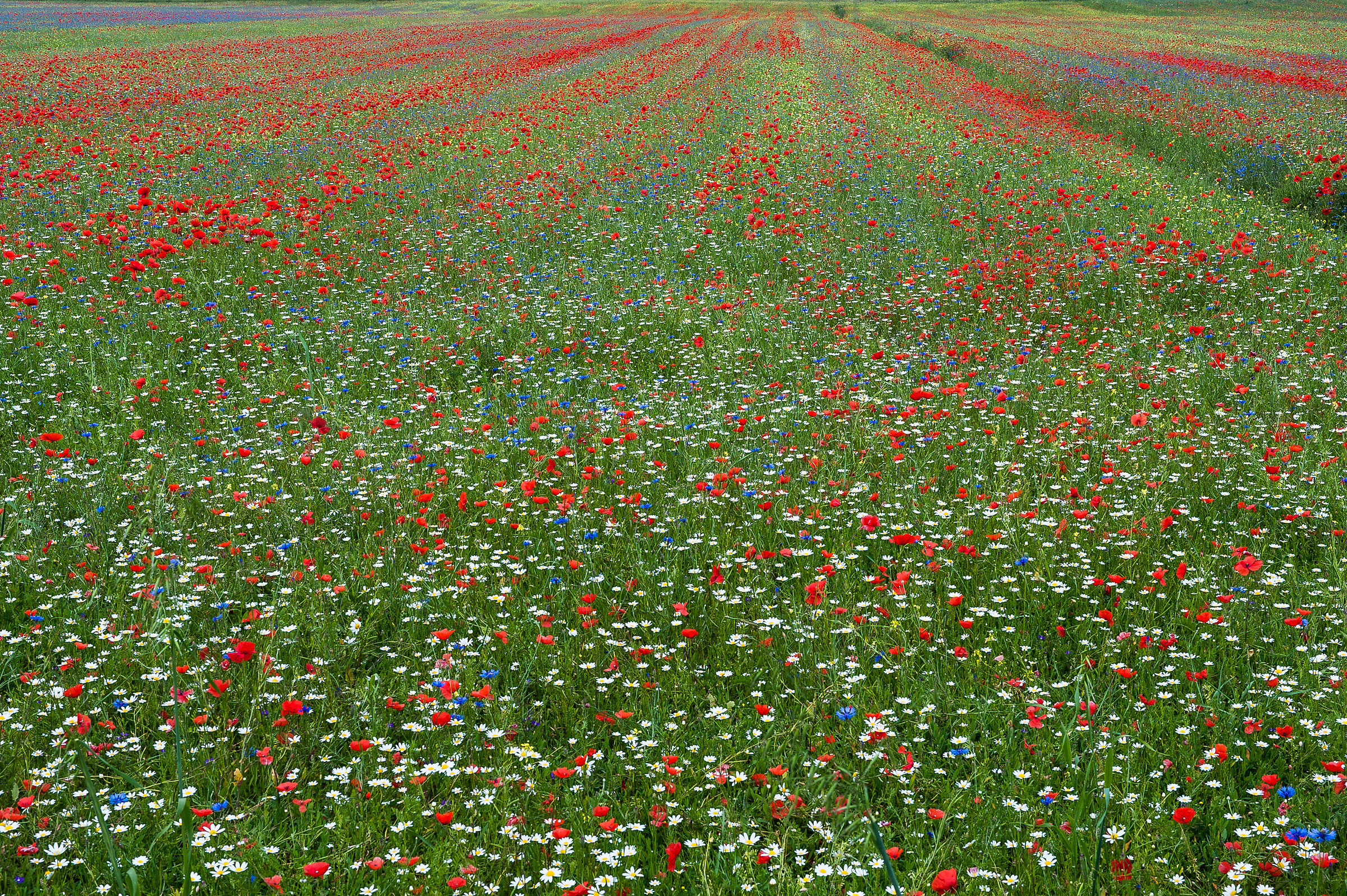 Castelluccio di Norcia (pg)