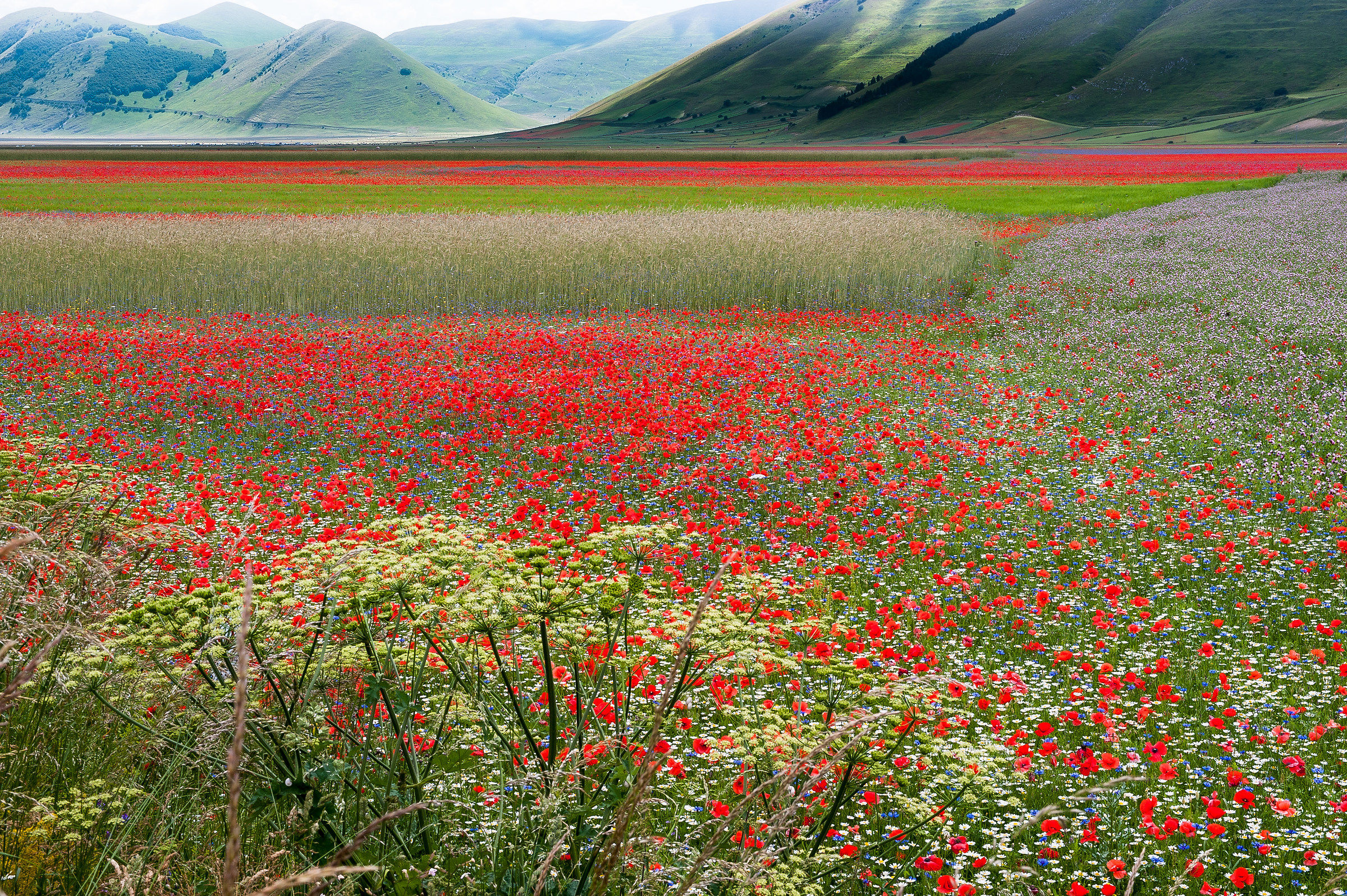 Castelluccio di Norcia (pg)