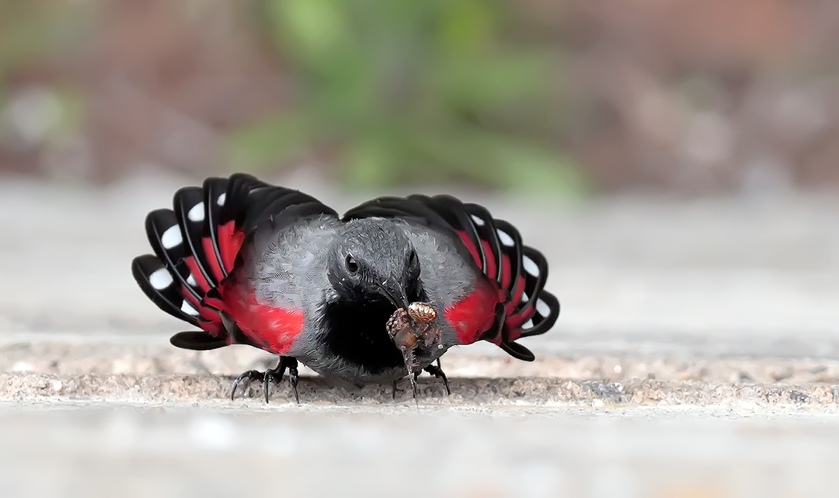 Woodpecker Muraiolo Male with Preda