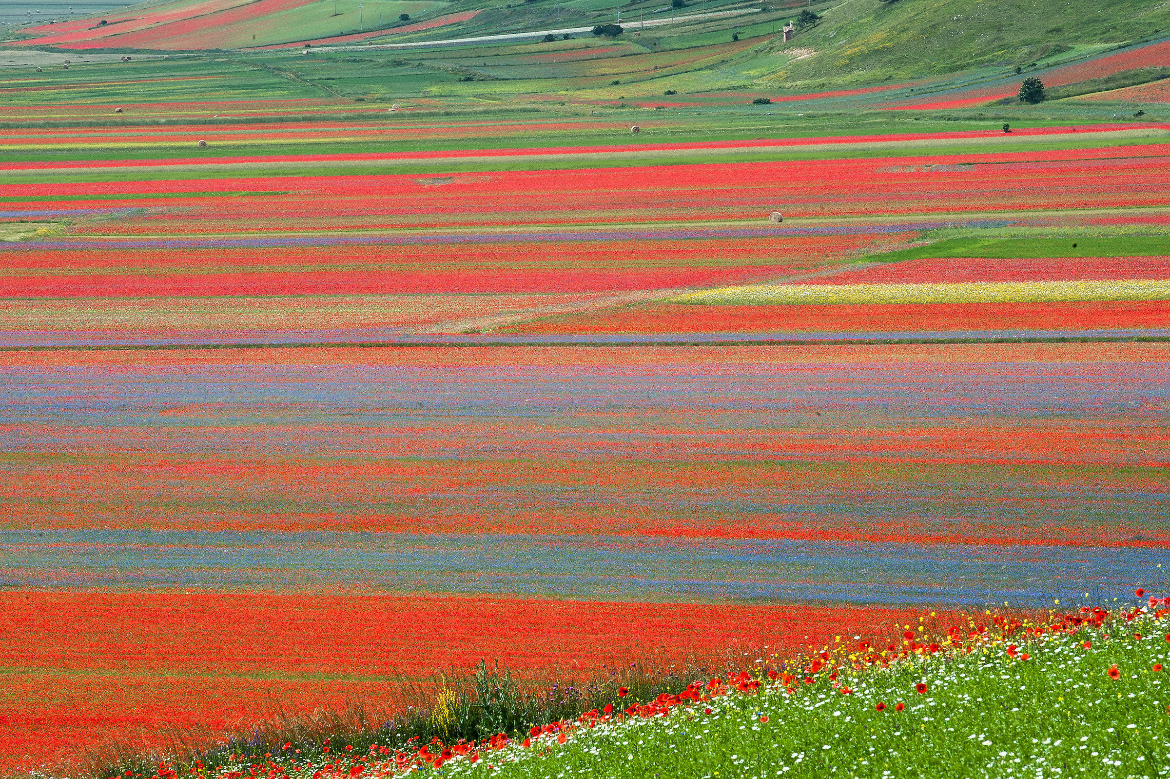 Castelluccio di Norcia (pg)