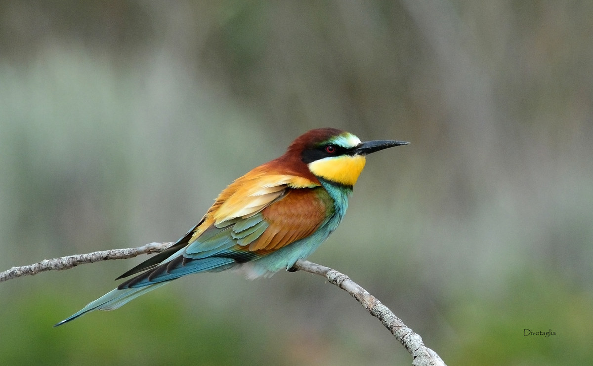 Bee Eater