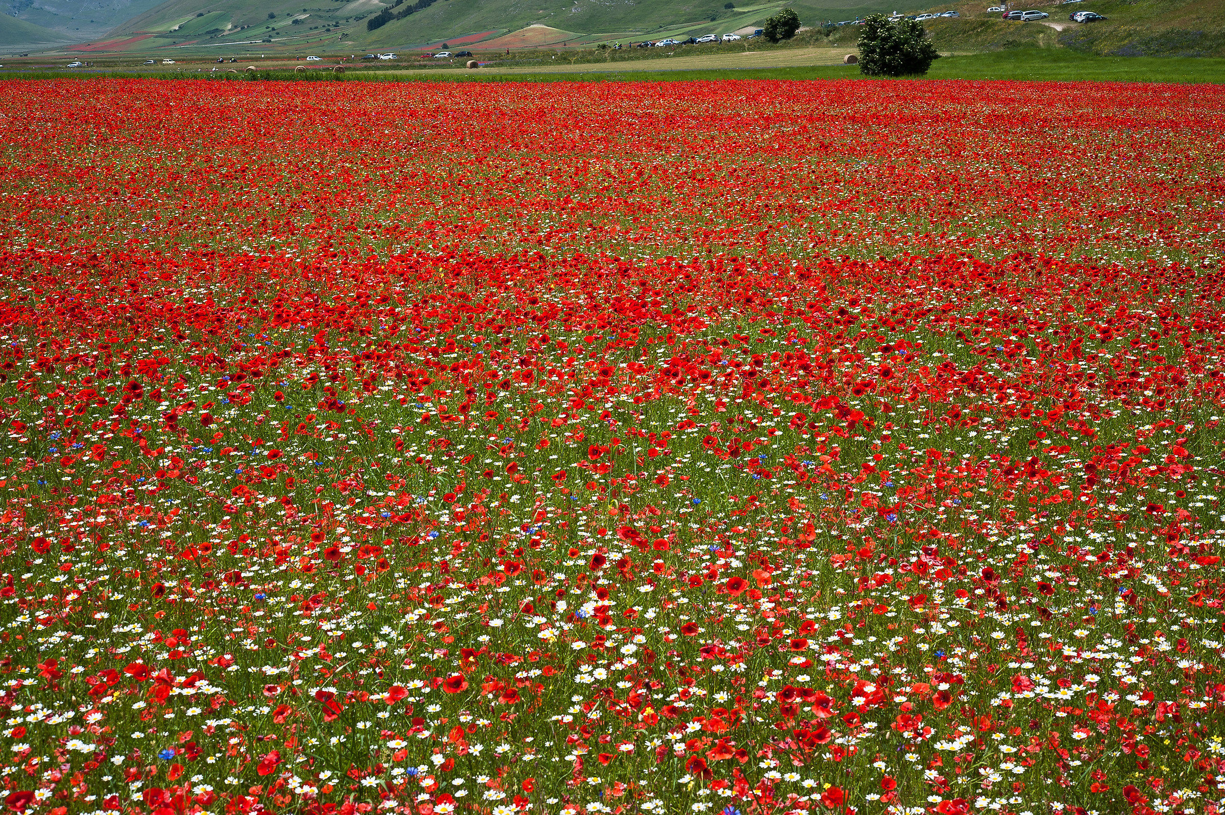 Castelluccio di Norcia (pg)