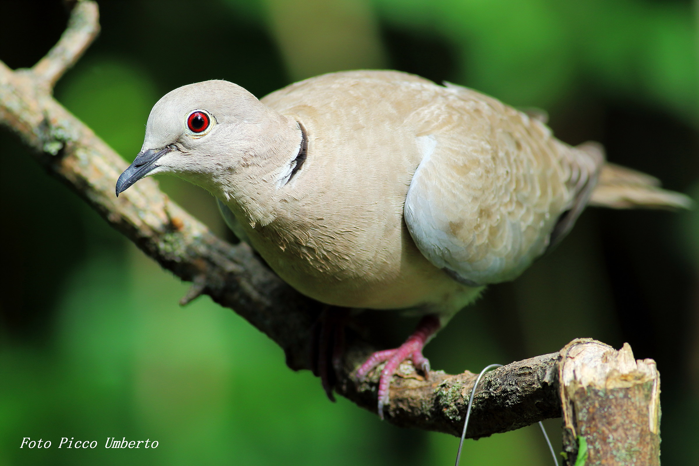 collared doves
