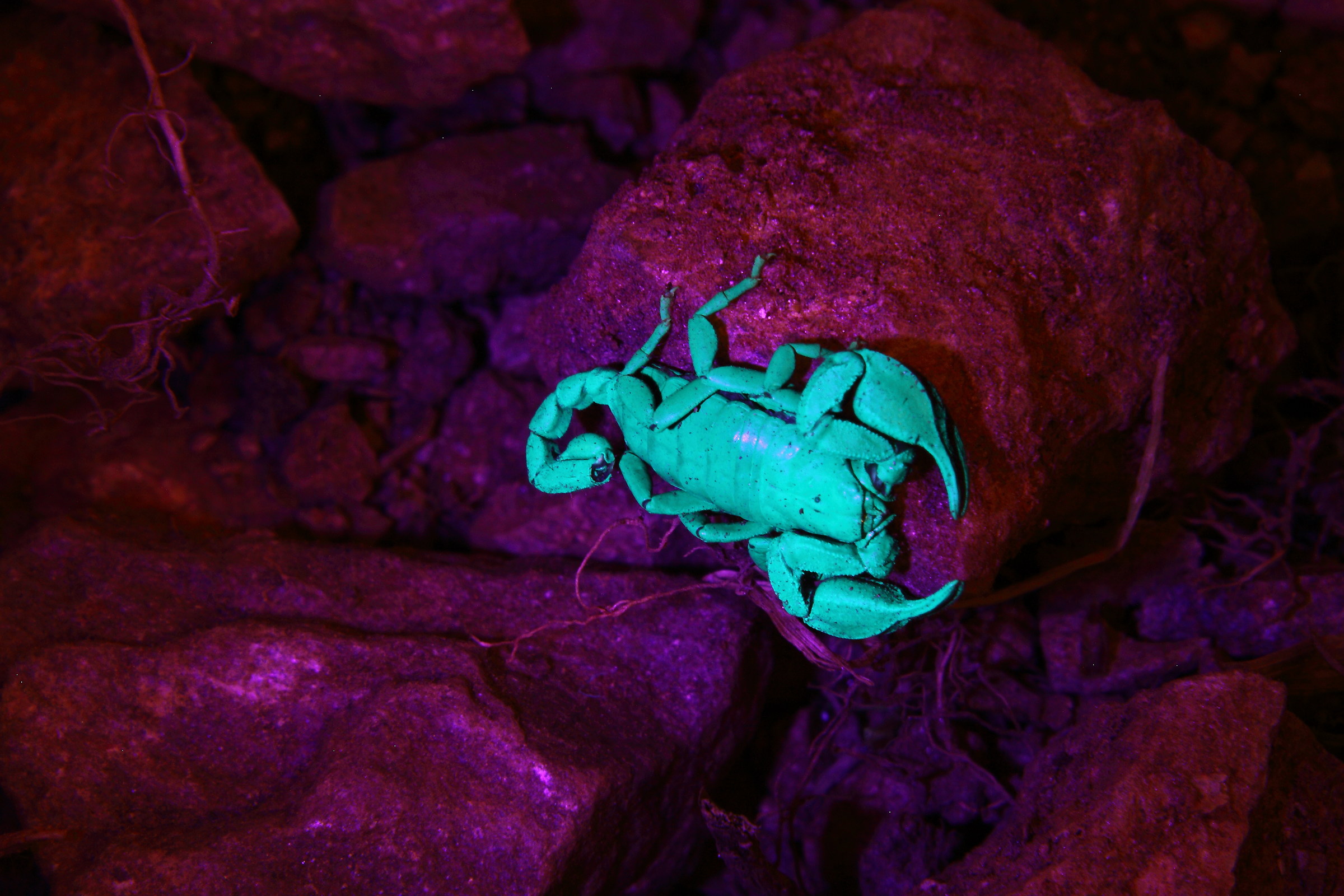 Scorpion under UV