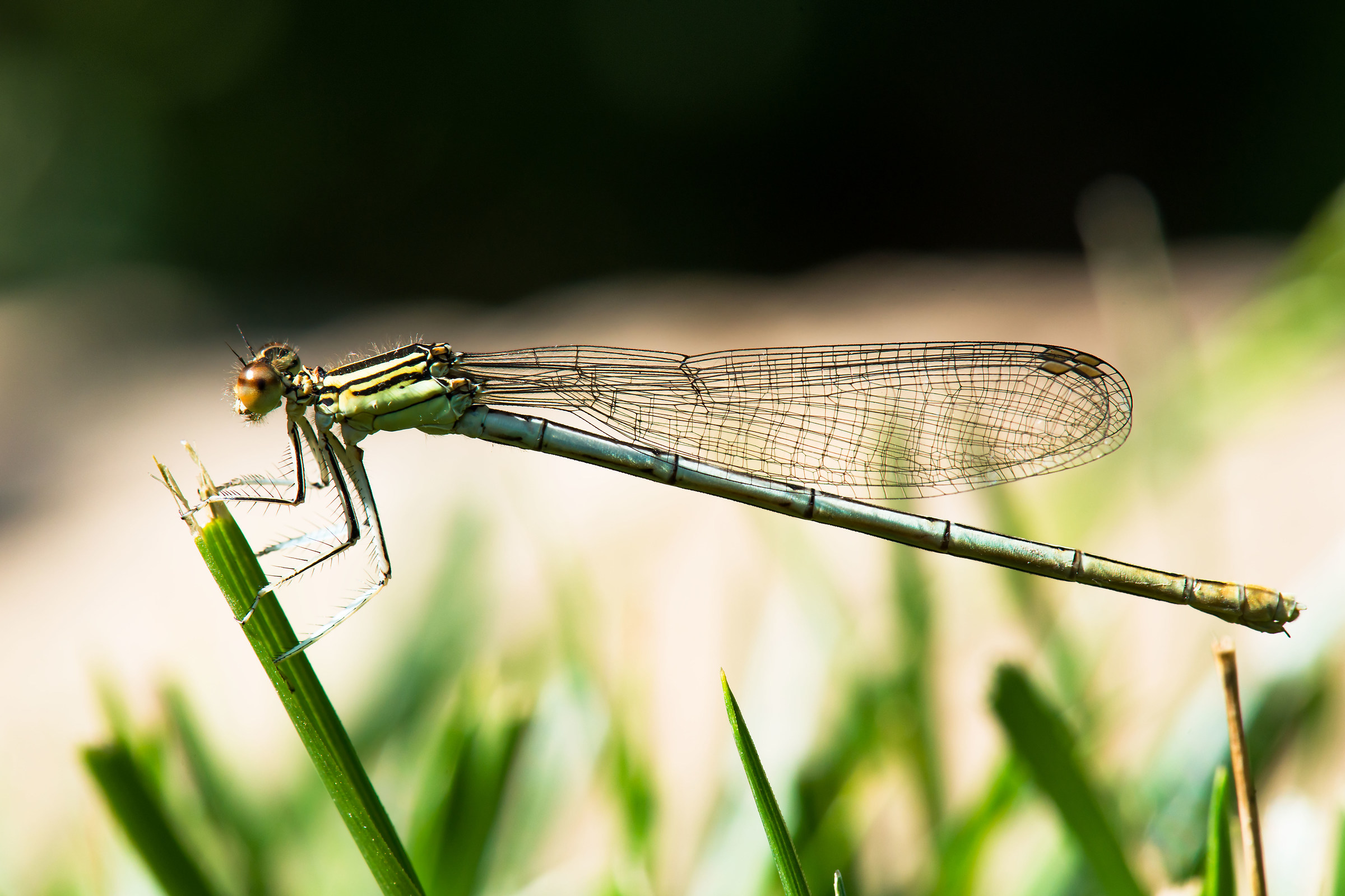 Dragonfly 03