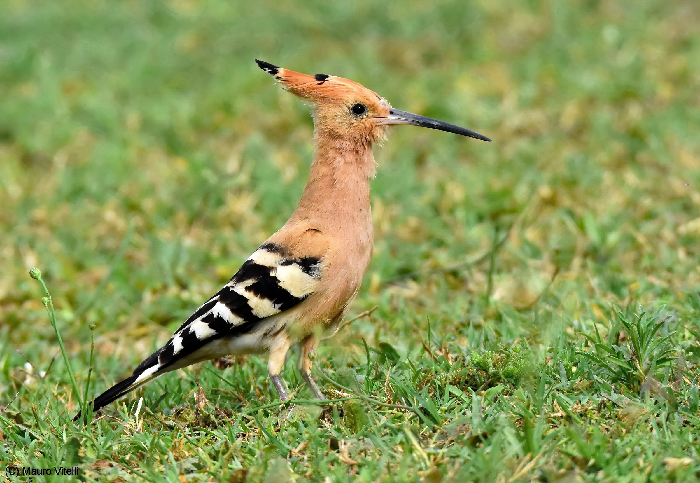 Hoopoe