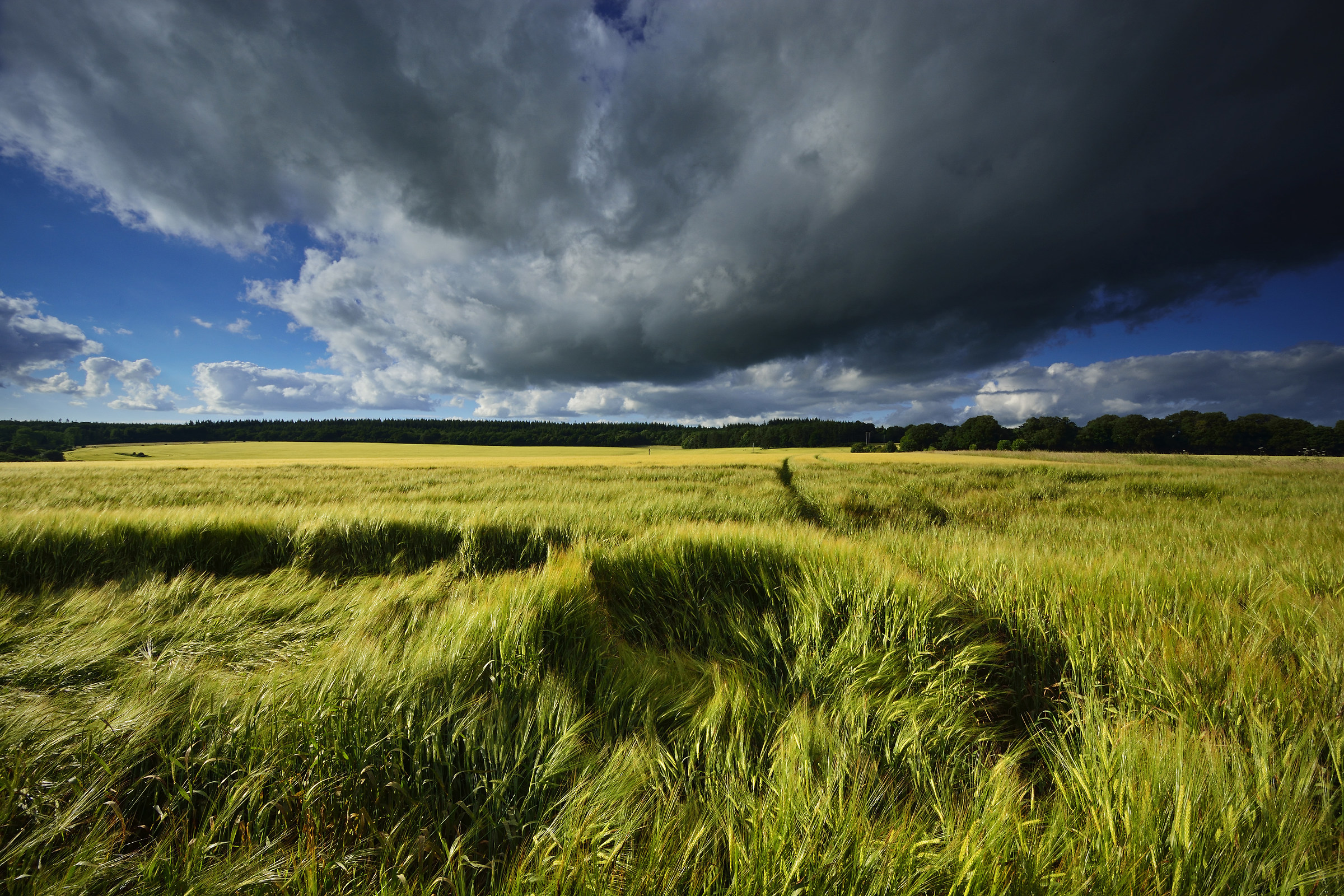 The Weather Beaten Barley