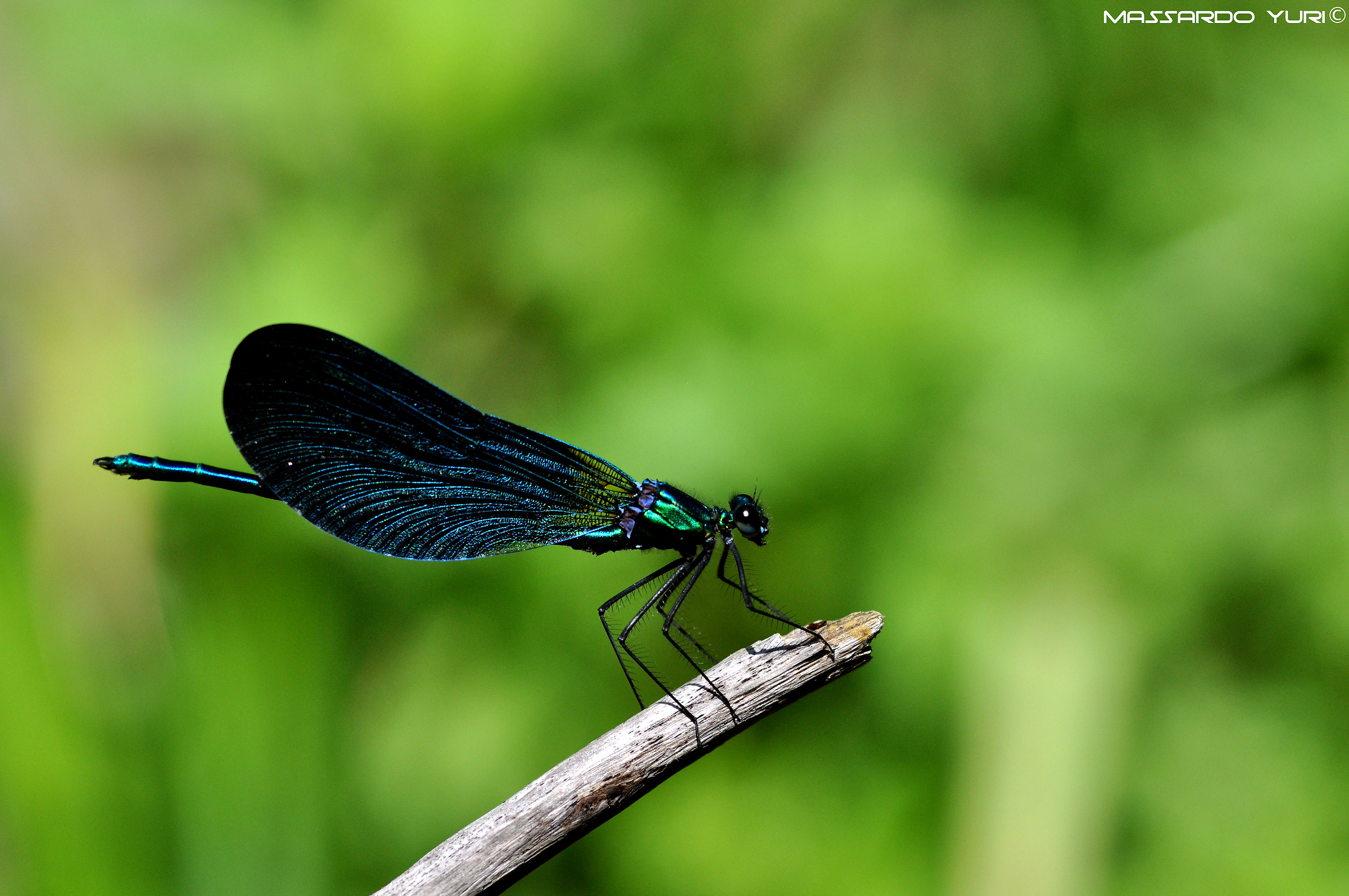 Calopteryx splendens