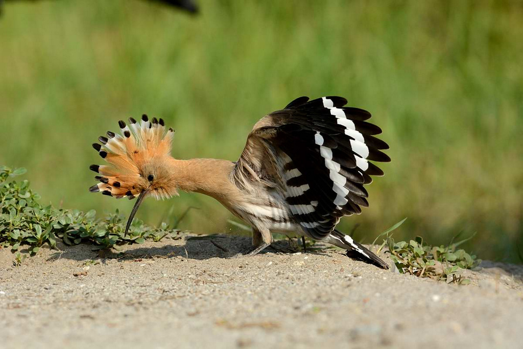 Hoopoe