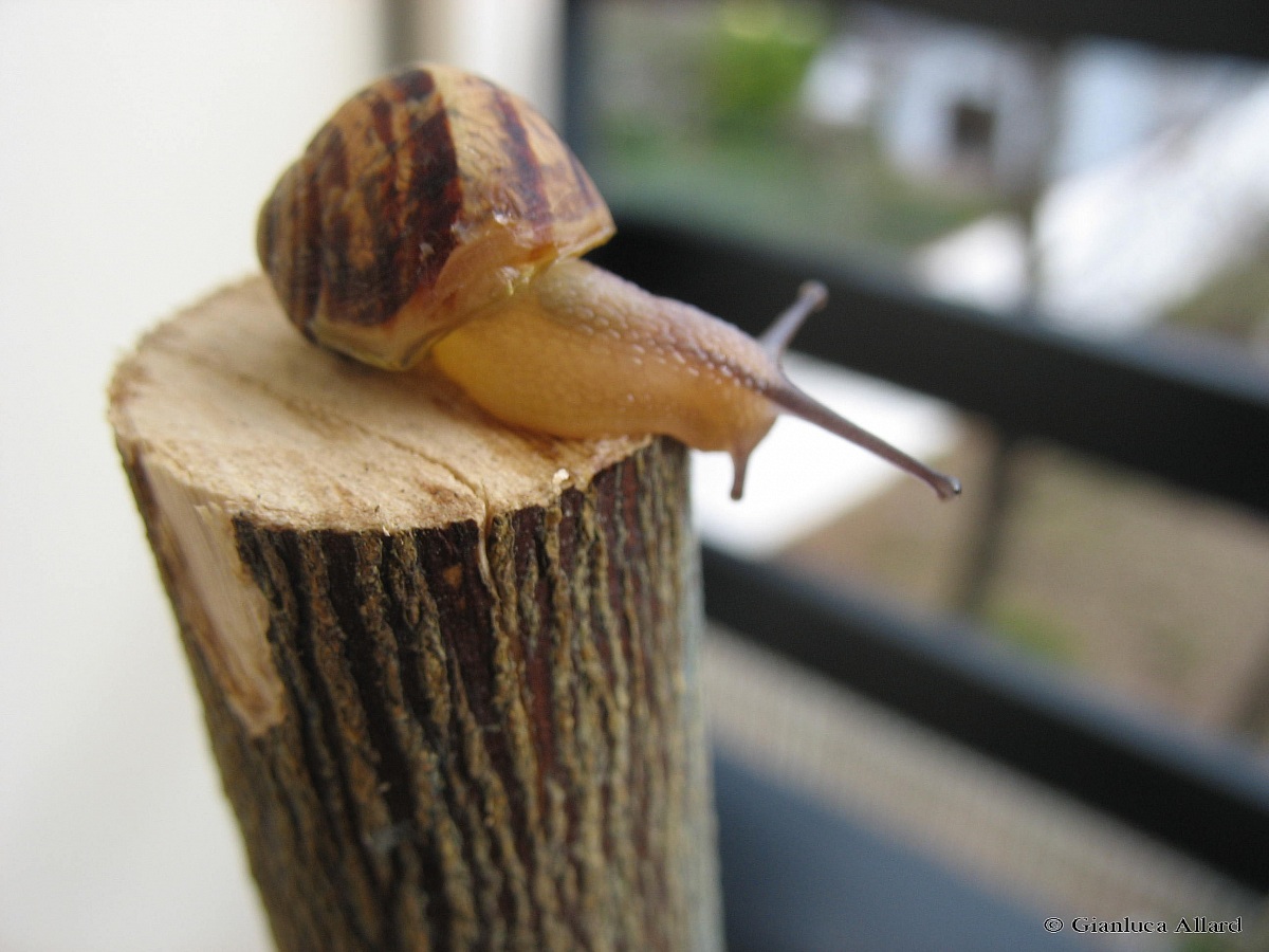 Snail