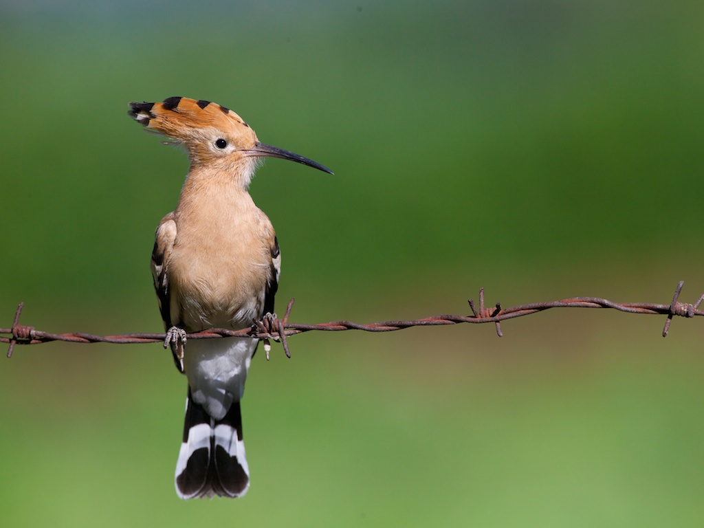 hoopoe