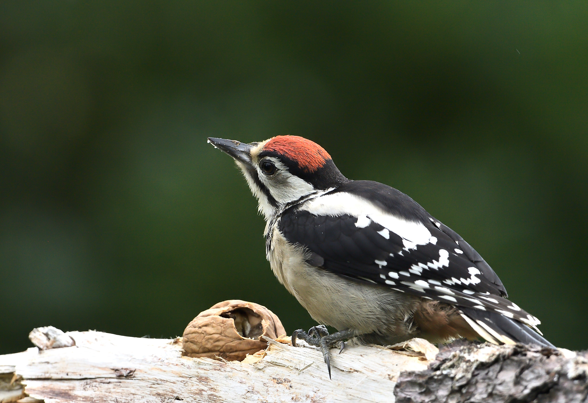 Great Spotted Woodpecker juv.