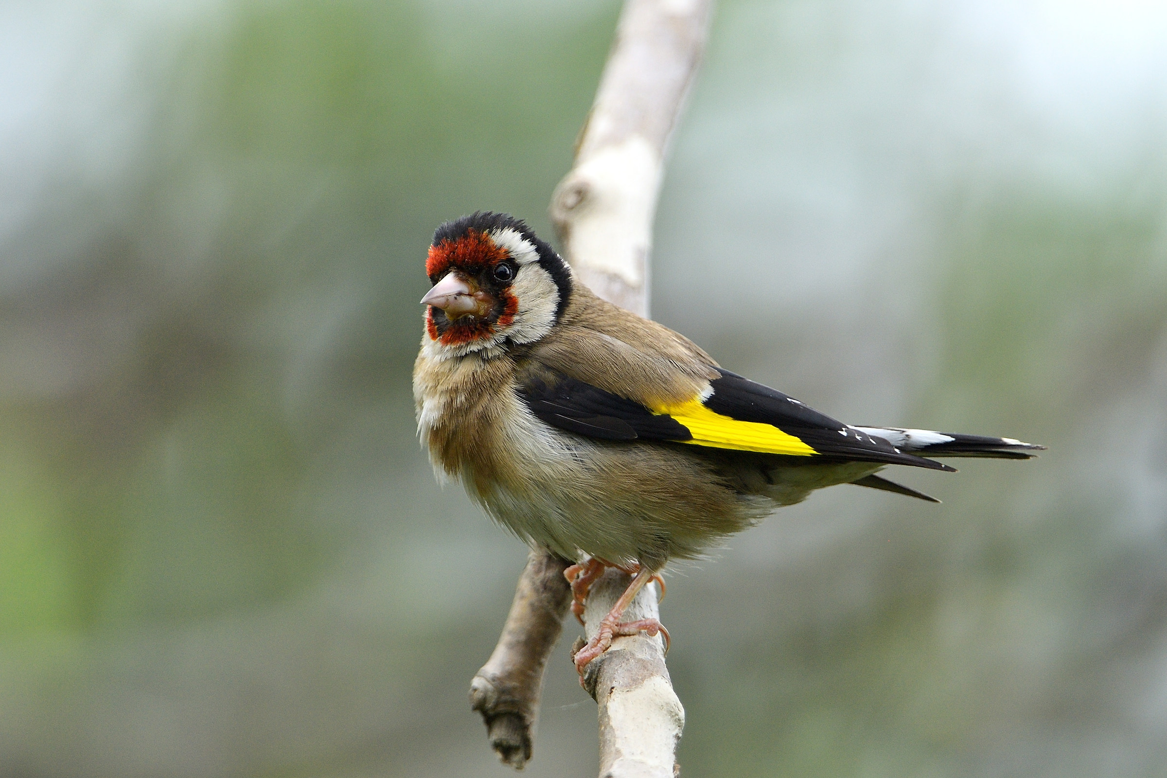 goldfinch