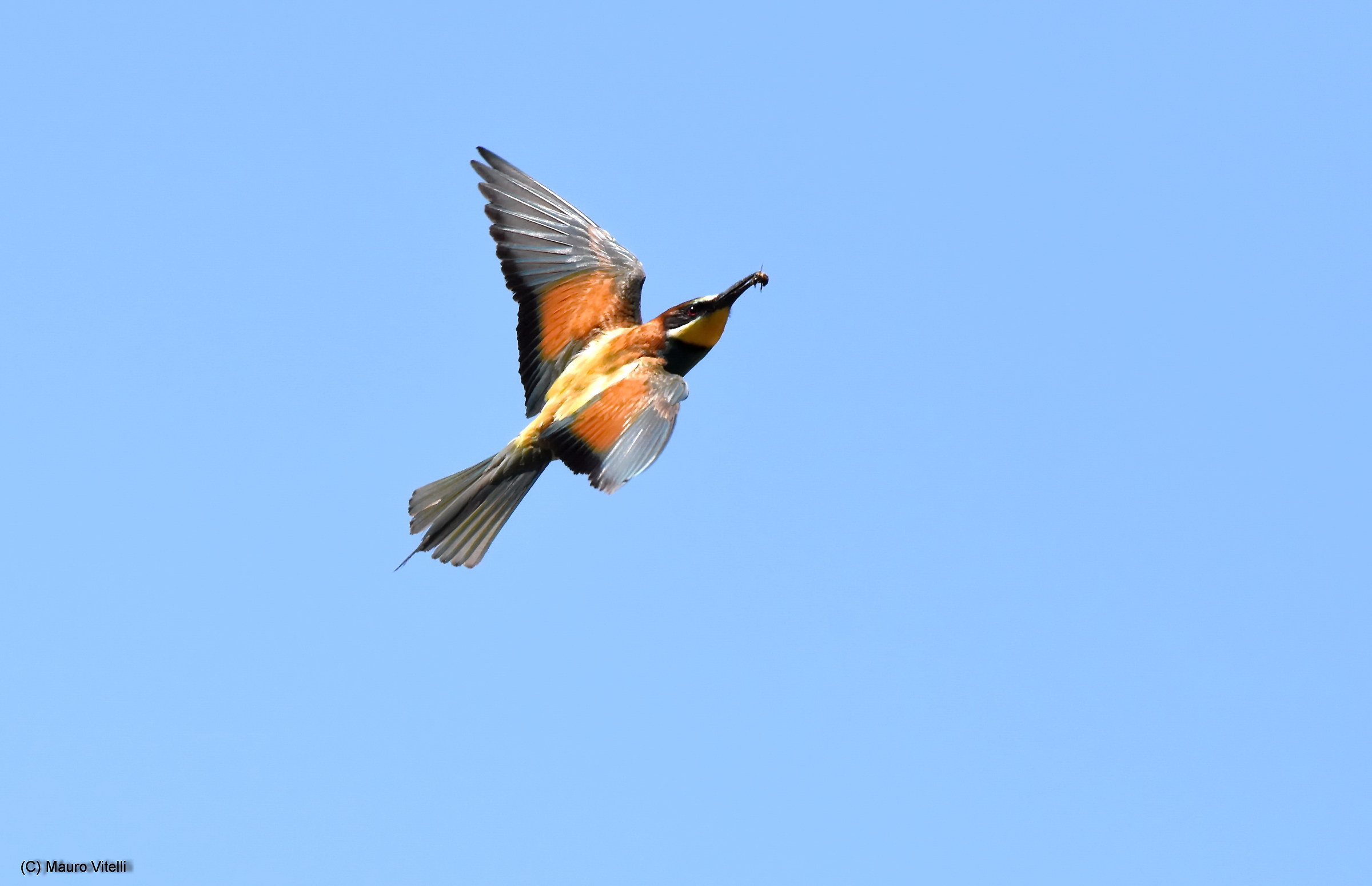 Catch in flight (Bee)