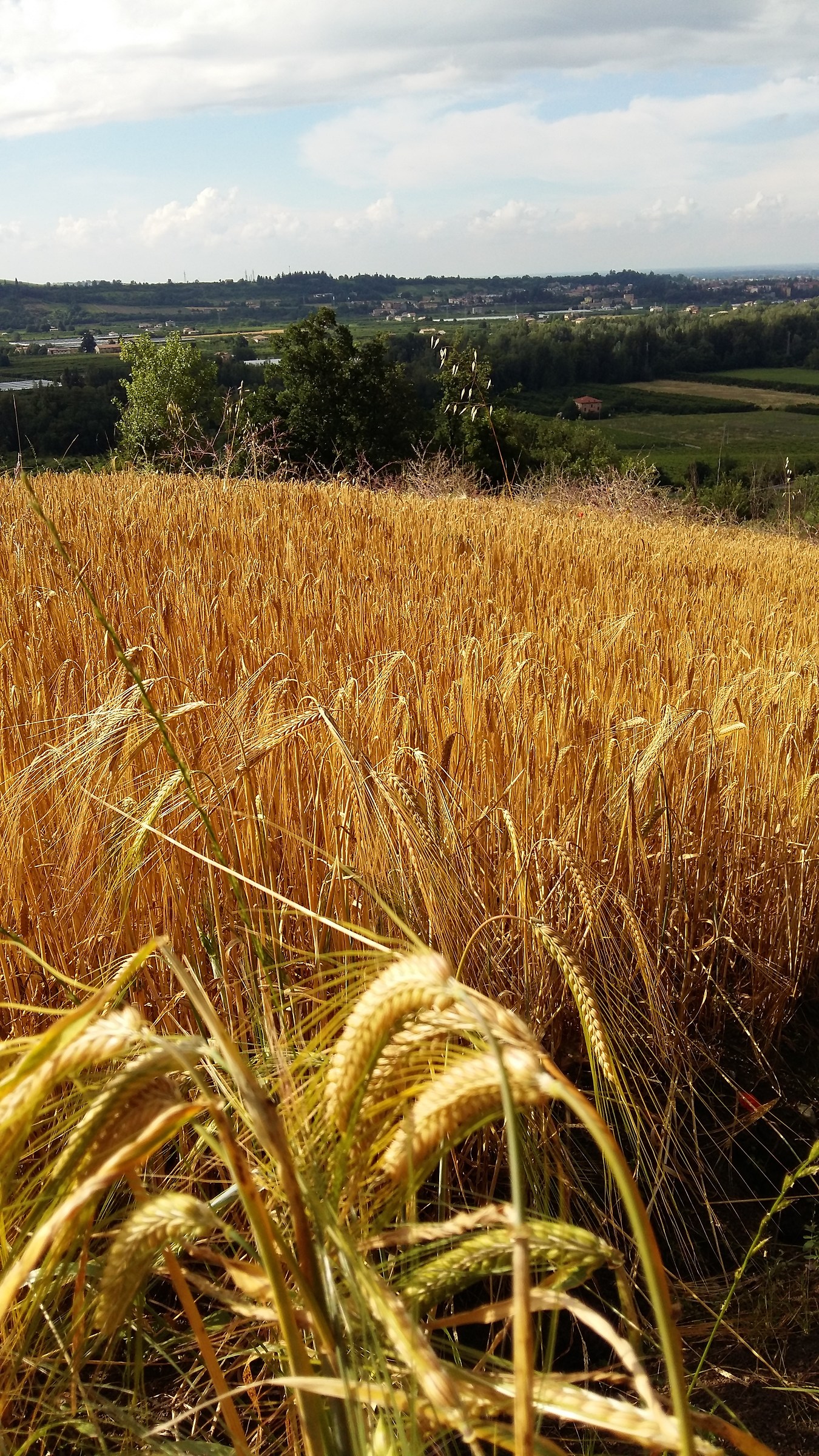 the scents of summer