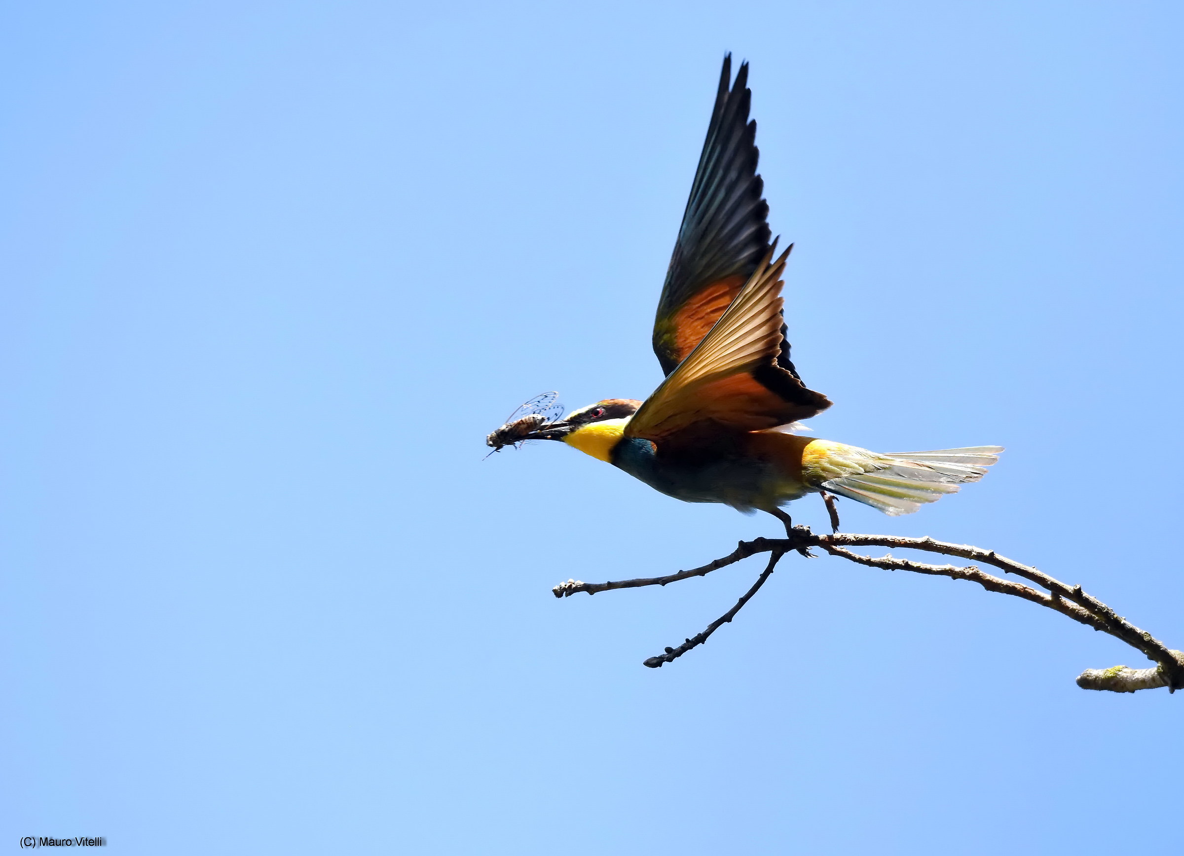 The detachment de-eater