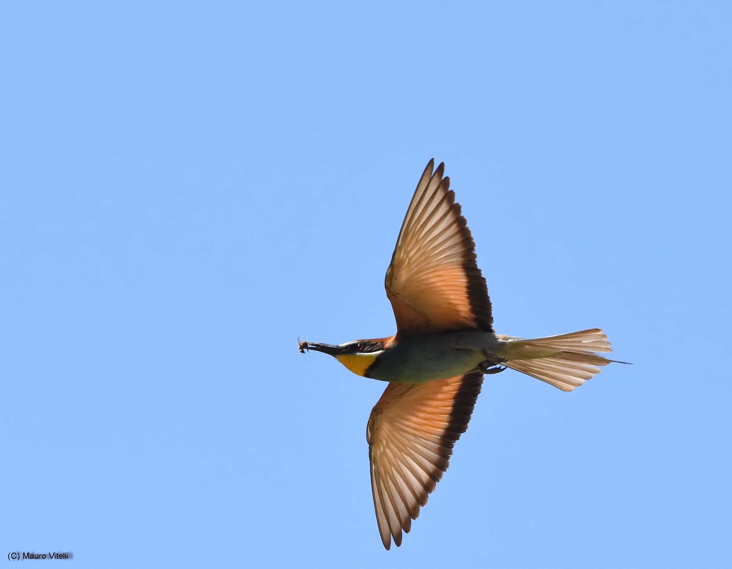 Bee Eater
