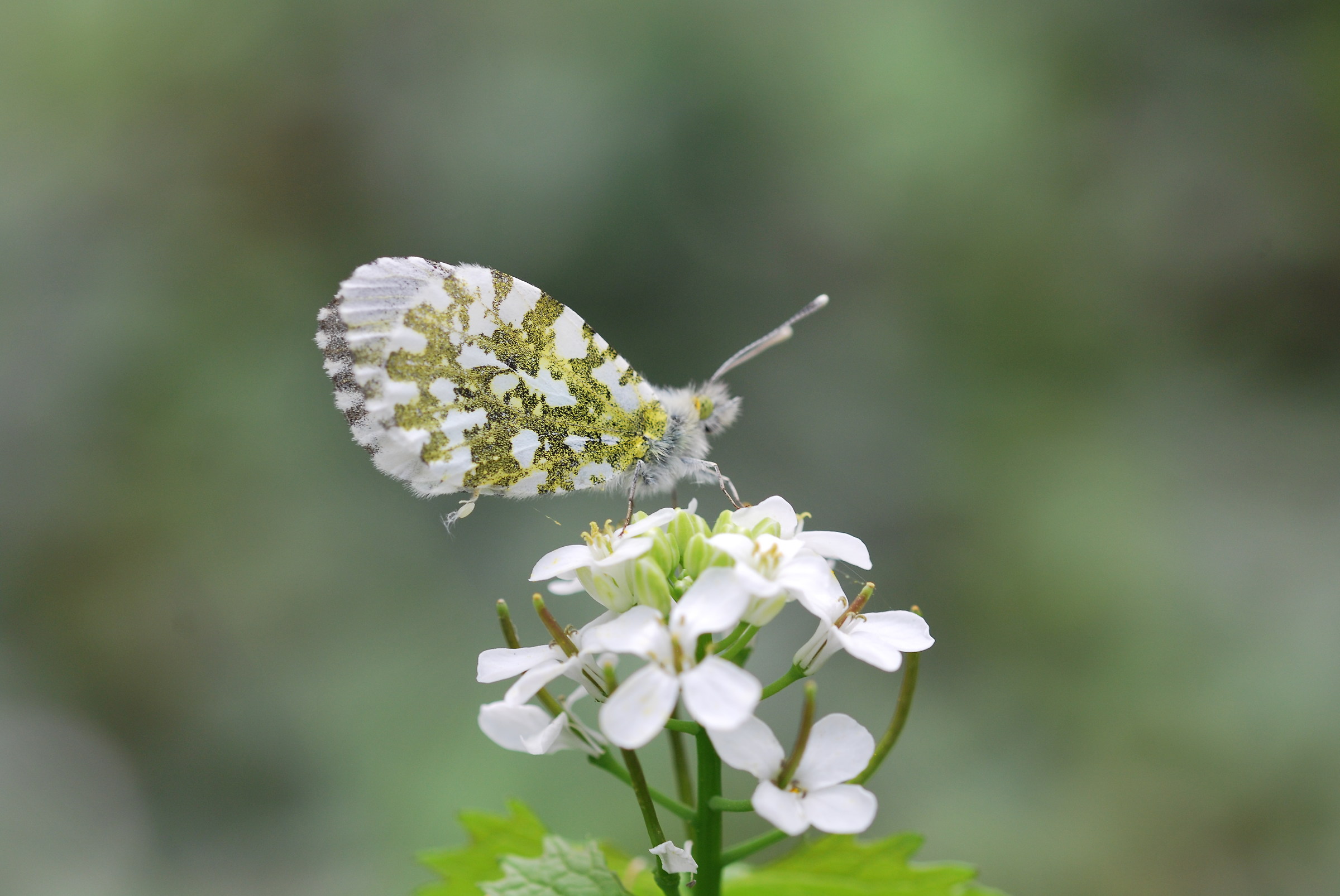 farfalla alle torbiere d'iseo