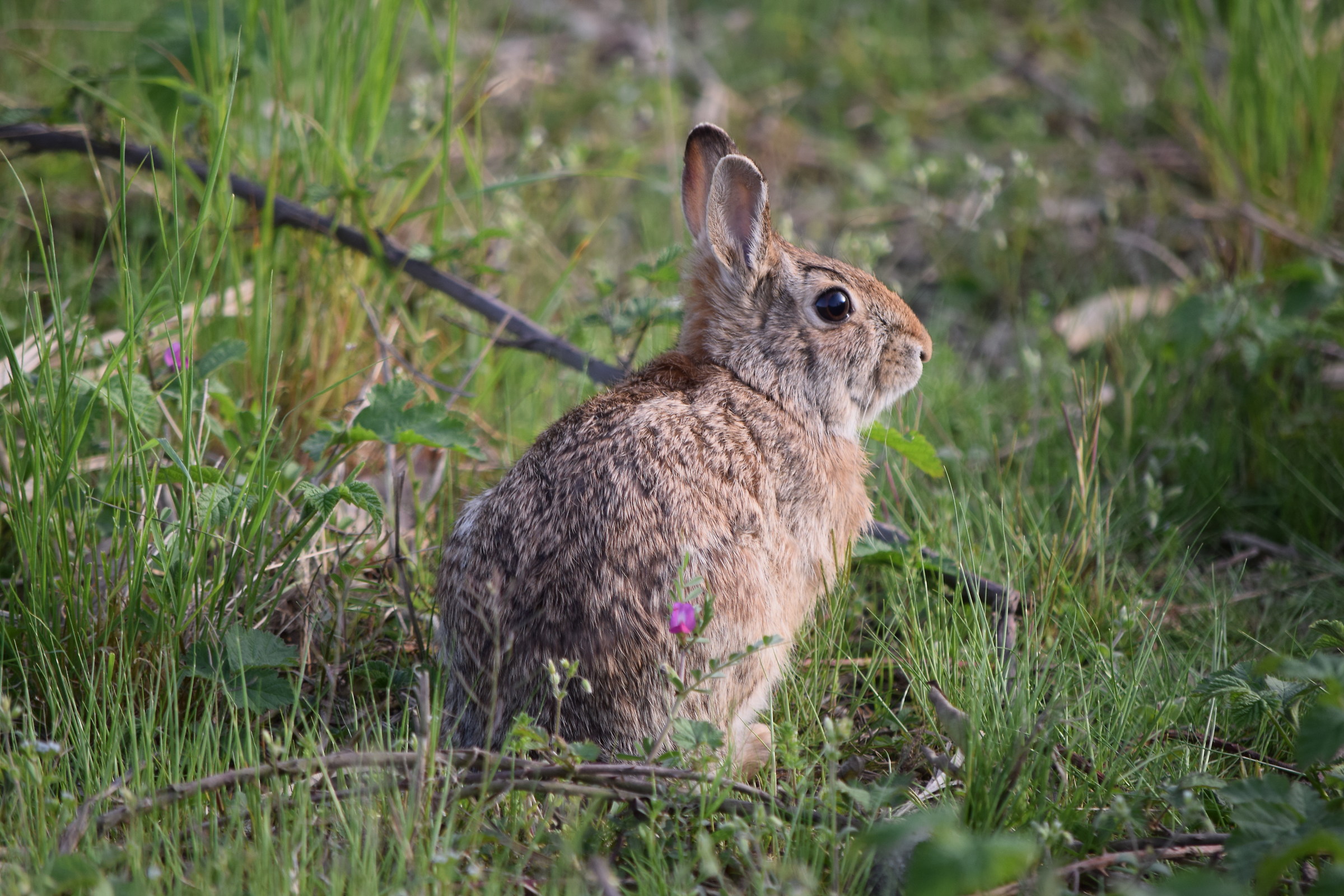 Foto scattata alle torbiere d'iseo