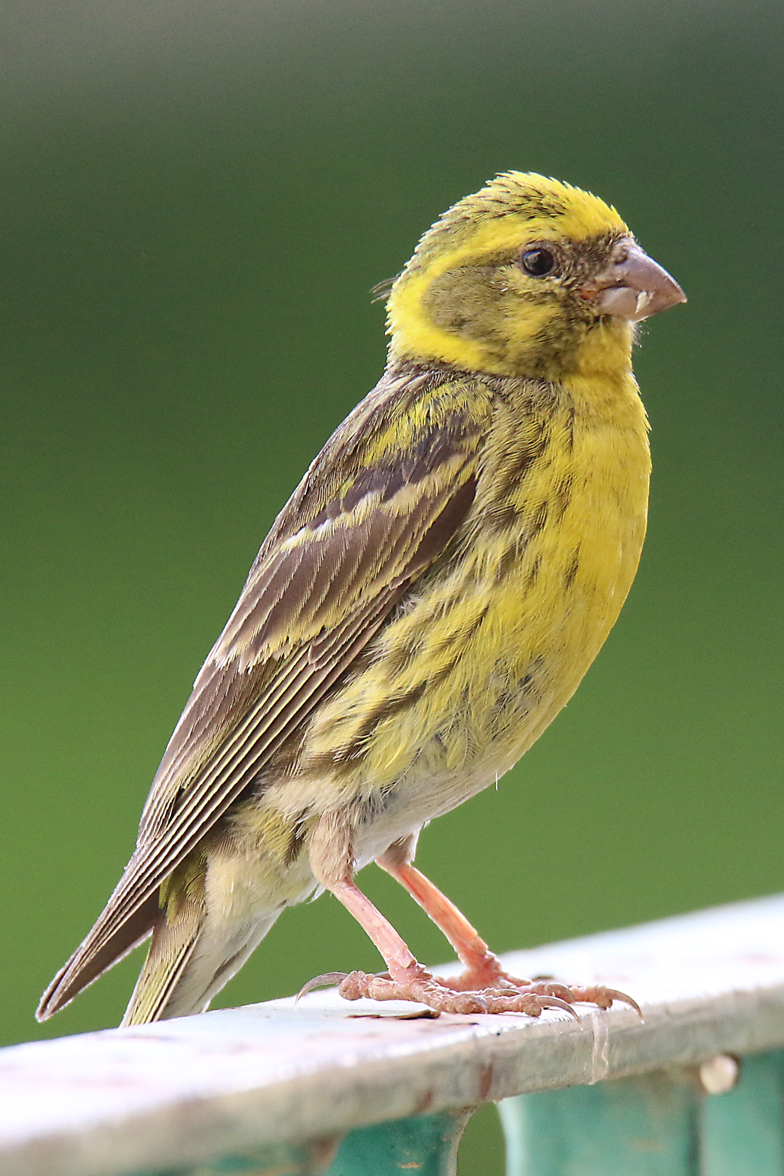 European Serin (Serinus serinus)