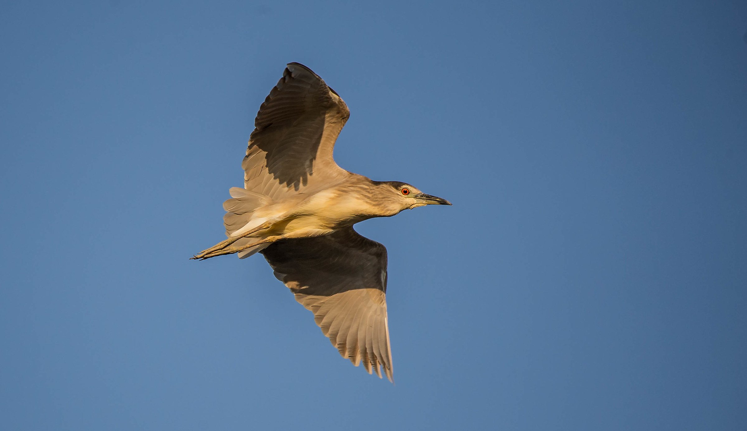 Night Heron