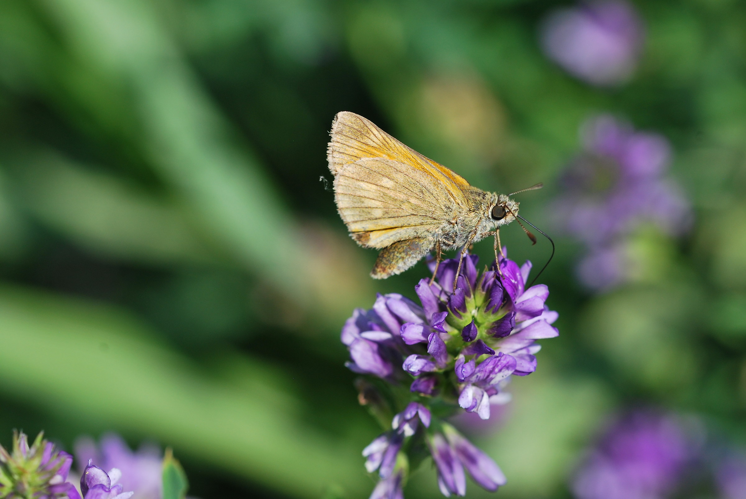 farfalla sul fiore di malva