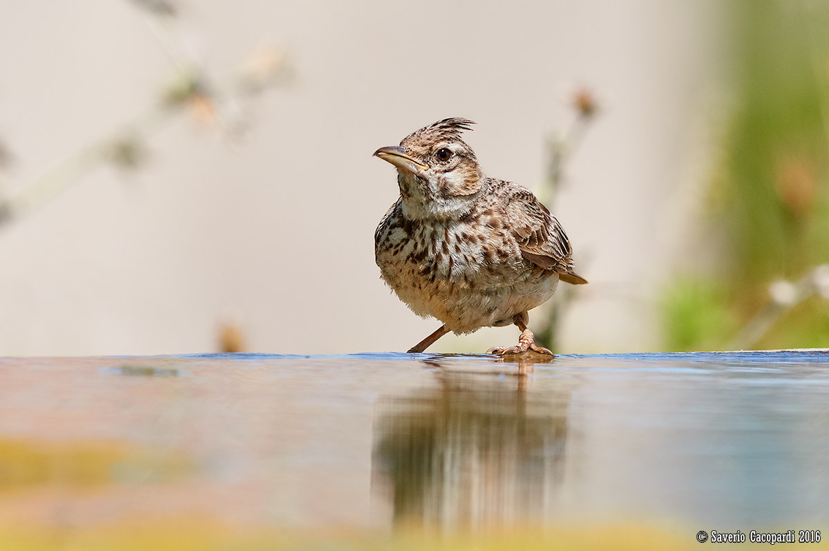 Cappellaccia all'abbeverata