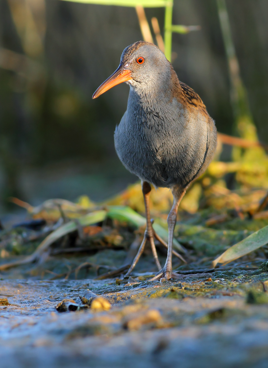 Water Rail