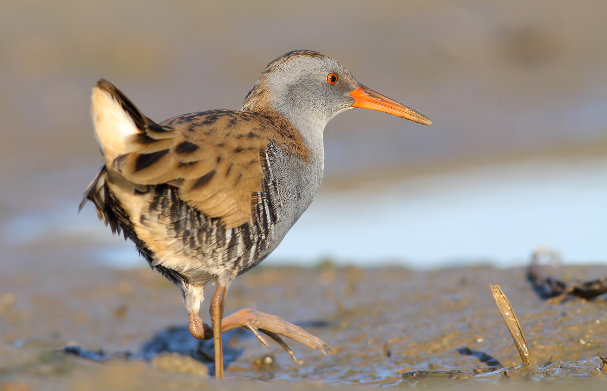 Water Rail