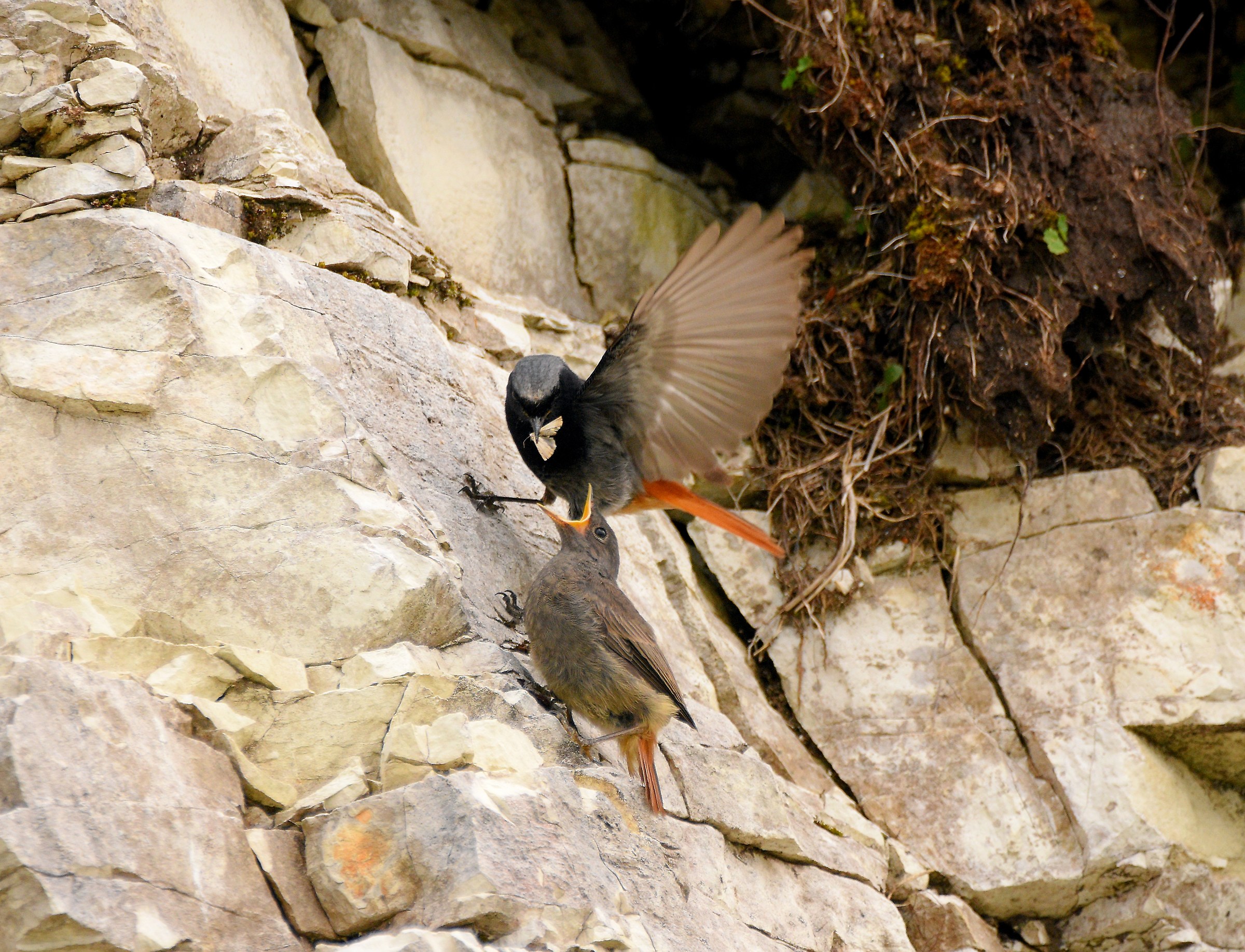 Codirosso Spazzacamino (M)